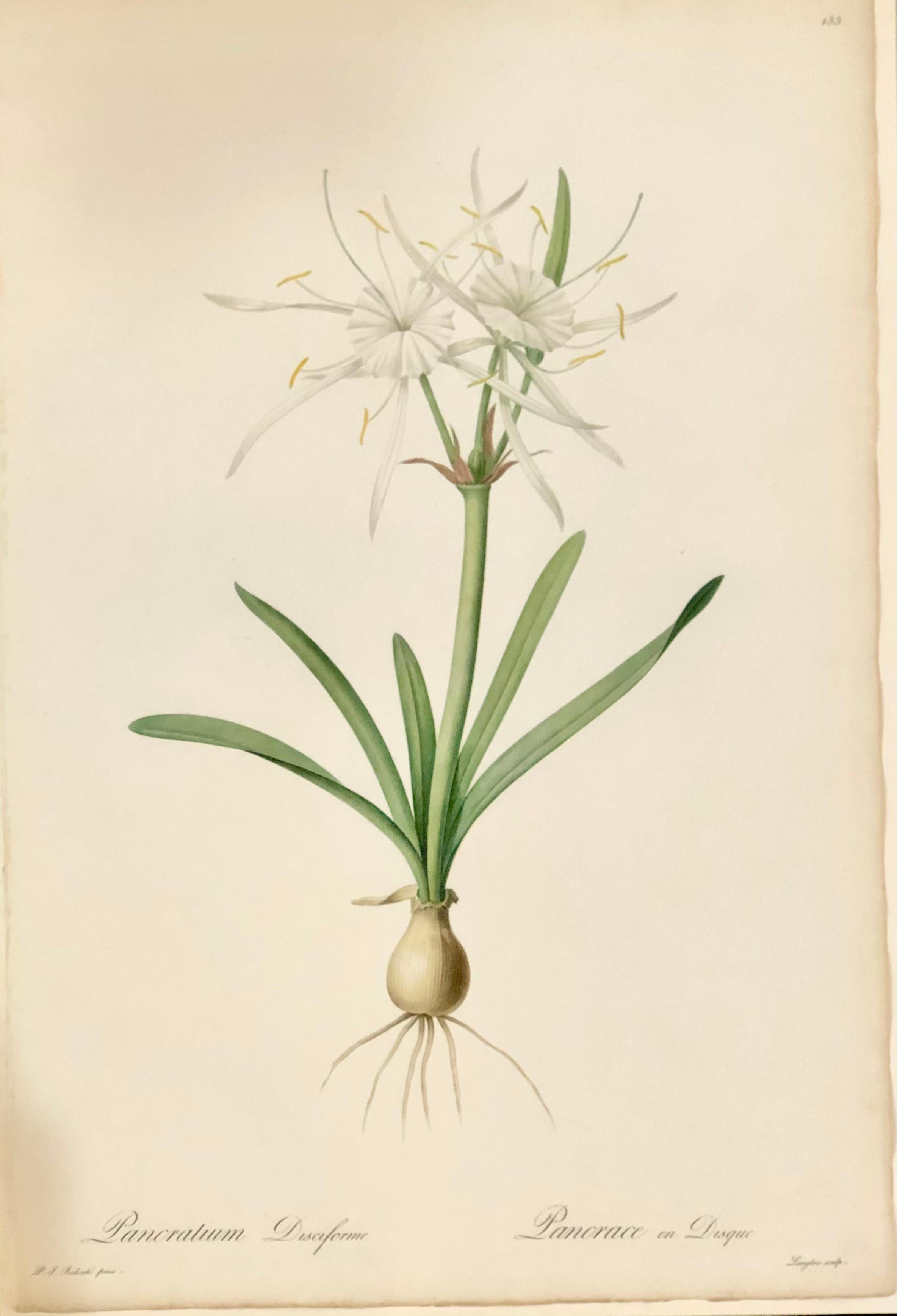 Pancratium Disciforme hand colored engraving signed and numbered P.J. Redoute. One of a set of large and impressive well painted set of nine floral works each having history and literature on reverse.
The highest peak of Redoute's artistic and