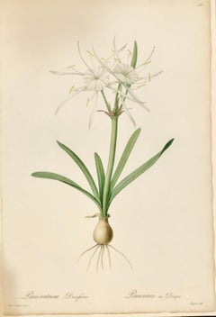 Pancratium Disciforme Grabado coloreado a mano Firmado P.J. Redoute y numerada