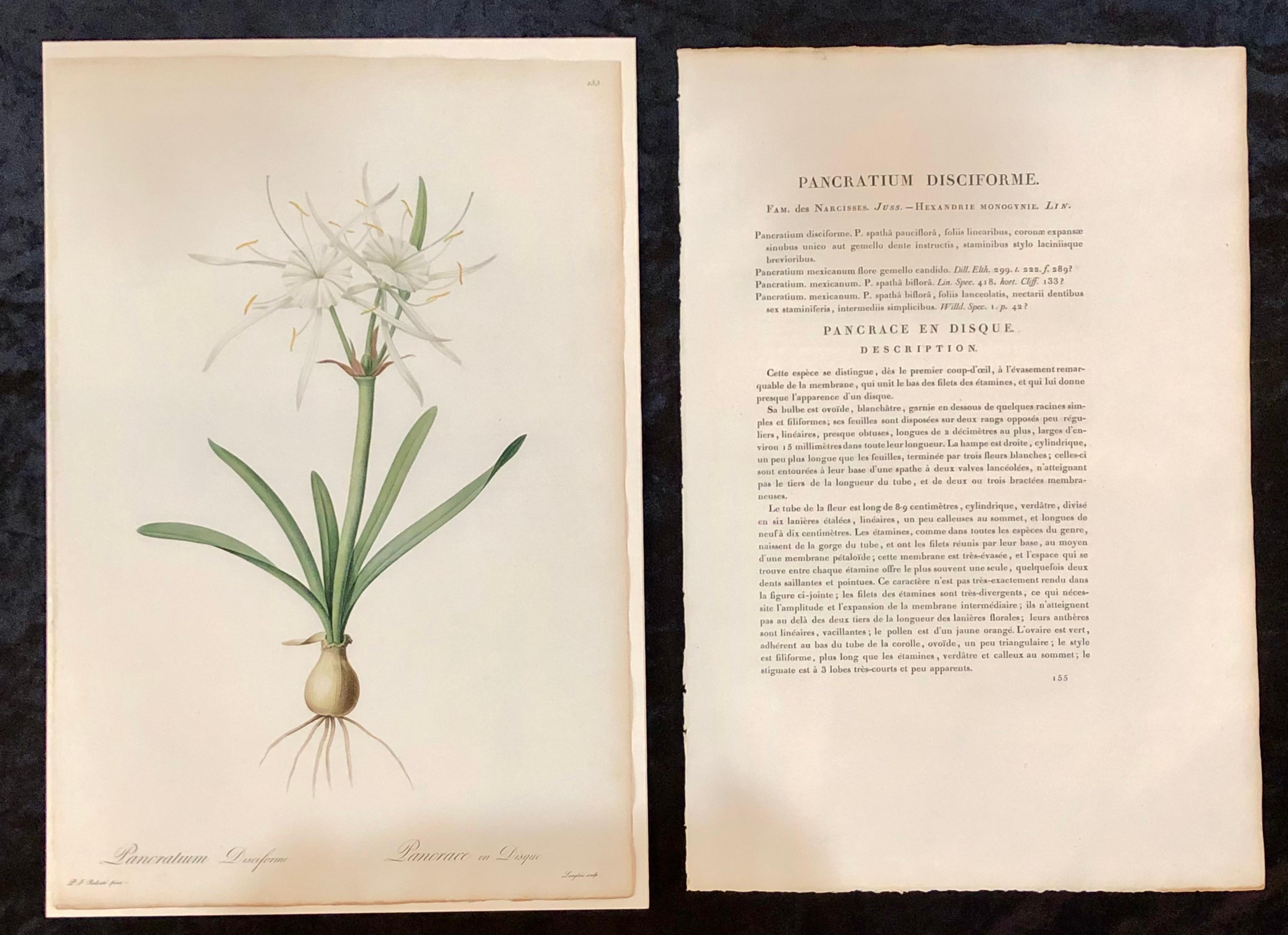 Minimalist Pancratium Disciforme Hand Colored Engraving Signed P.J. Redoute & Numbered