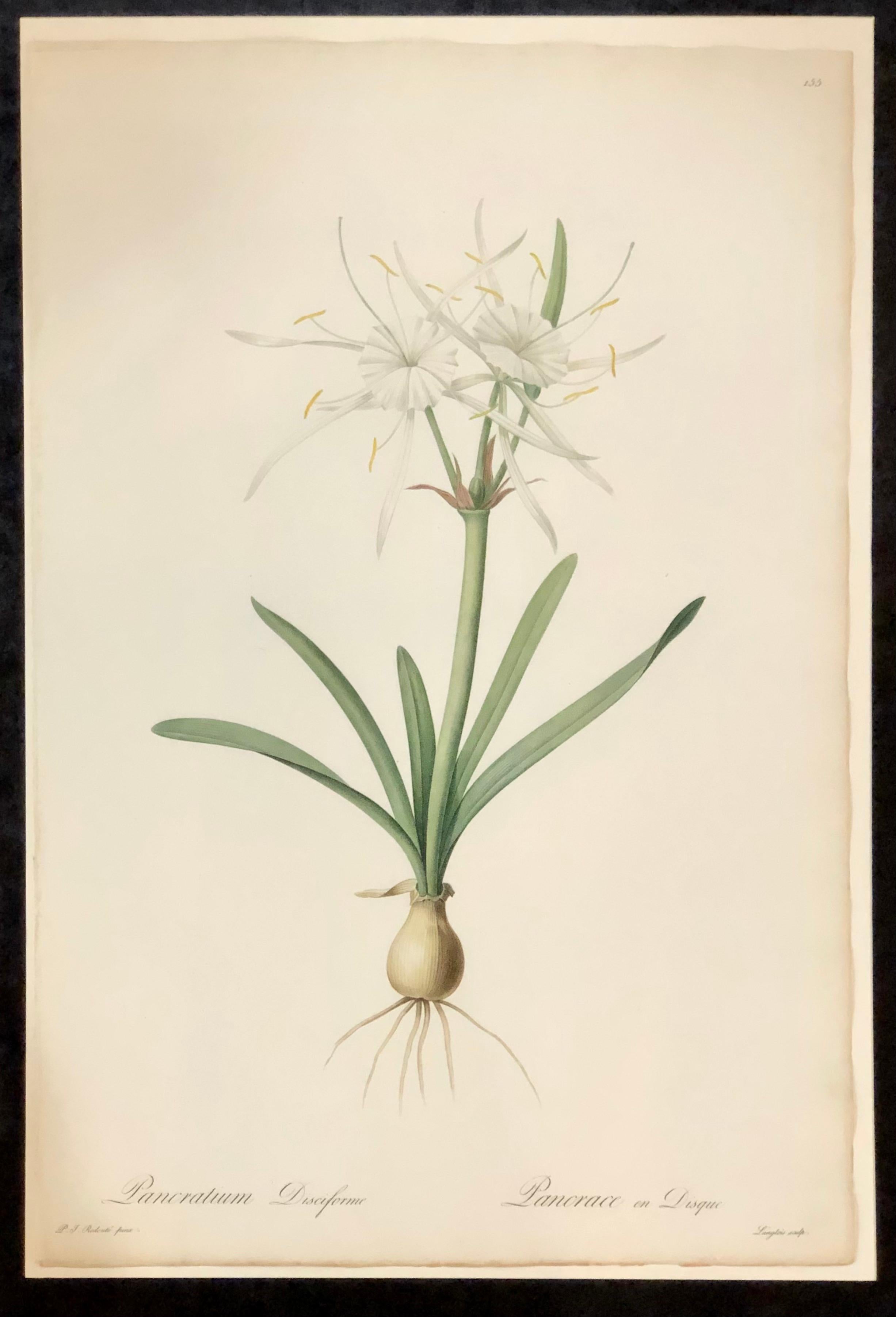 French Pancratium Disciforme Hand Colored Engraving Signed P.J. Redoute & Numbered