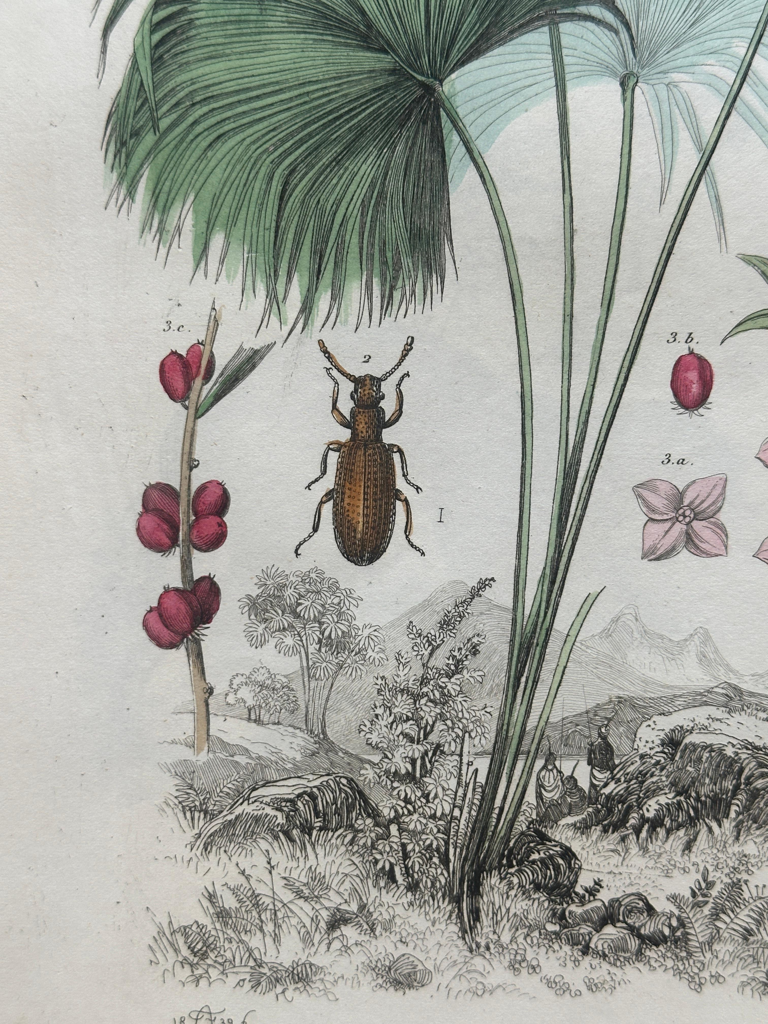 Pangolin, Panther & Insects – Original Antique Zoological Print, circa 1849 en vente 4