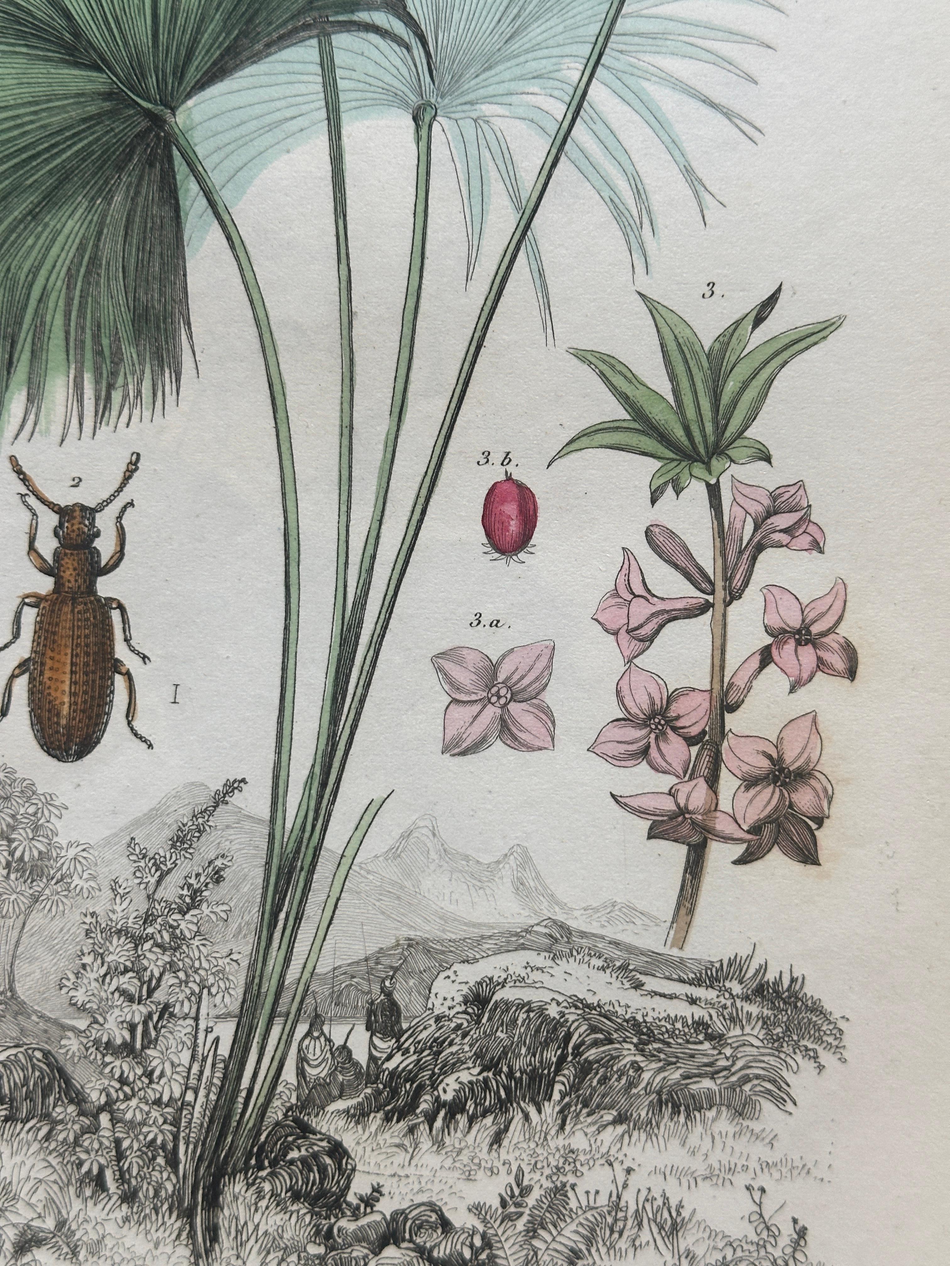 Pangolin, Panther & Insects – Original Antique Zoological Print, circa 1849 en vente 5