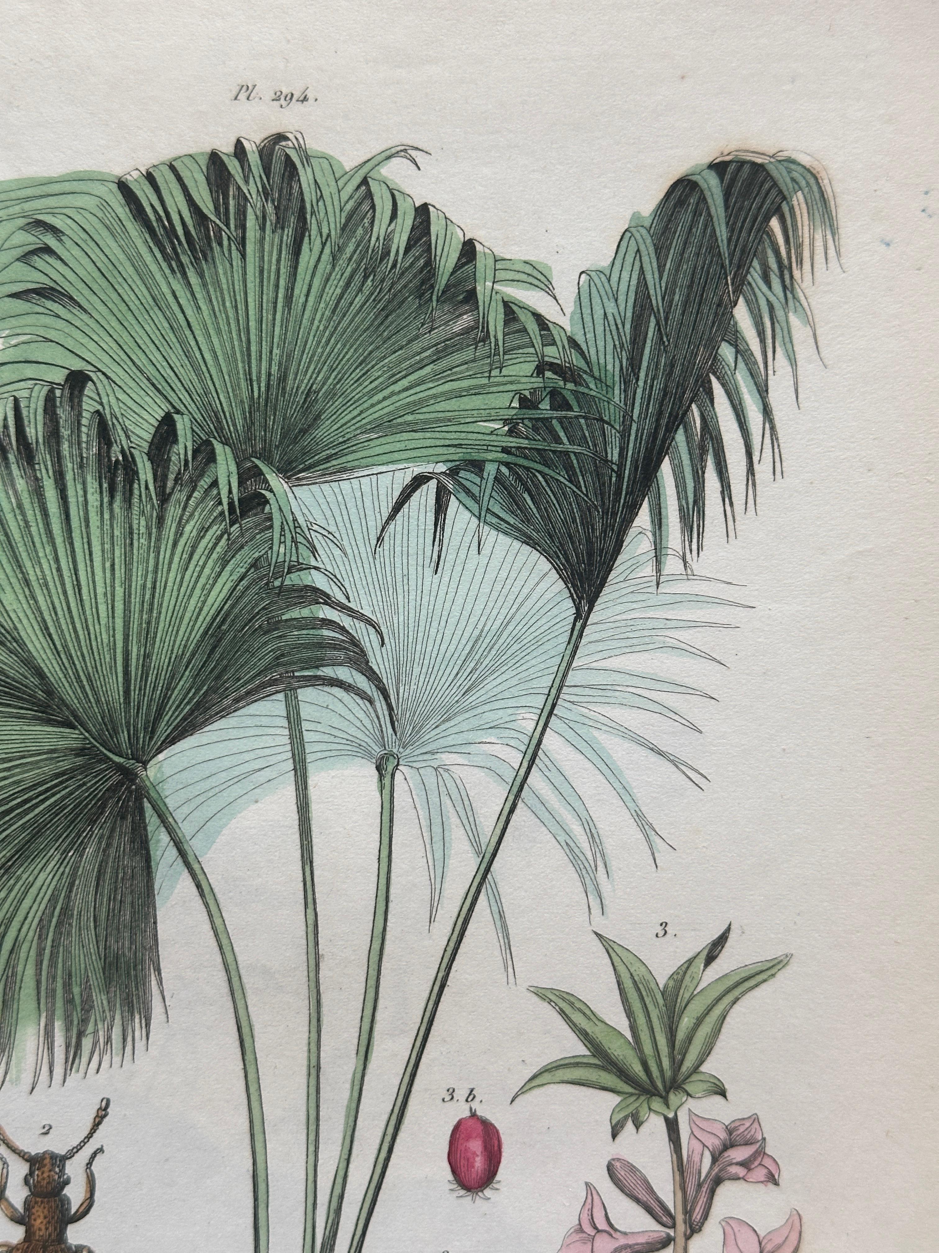 Pangolin, Panther & Insects – Original Antique Zoological Print, circa 1849 en vente 6