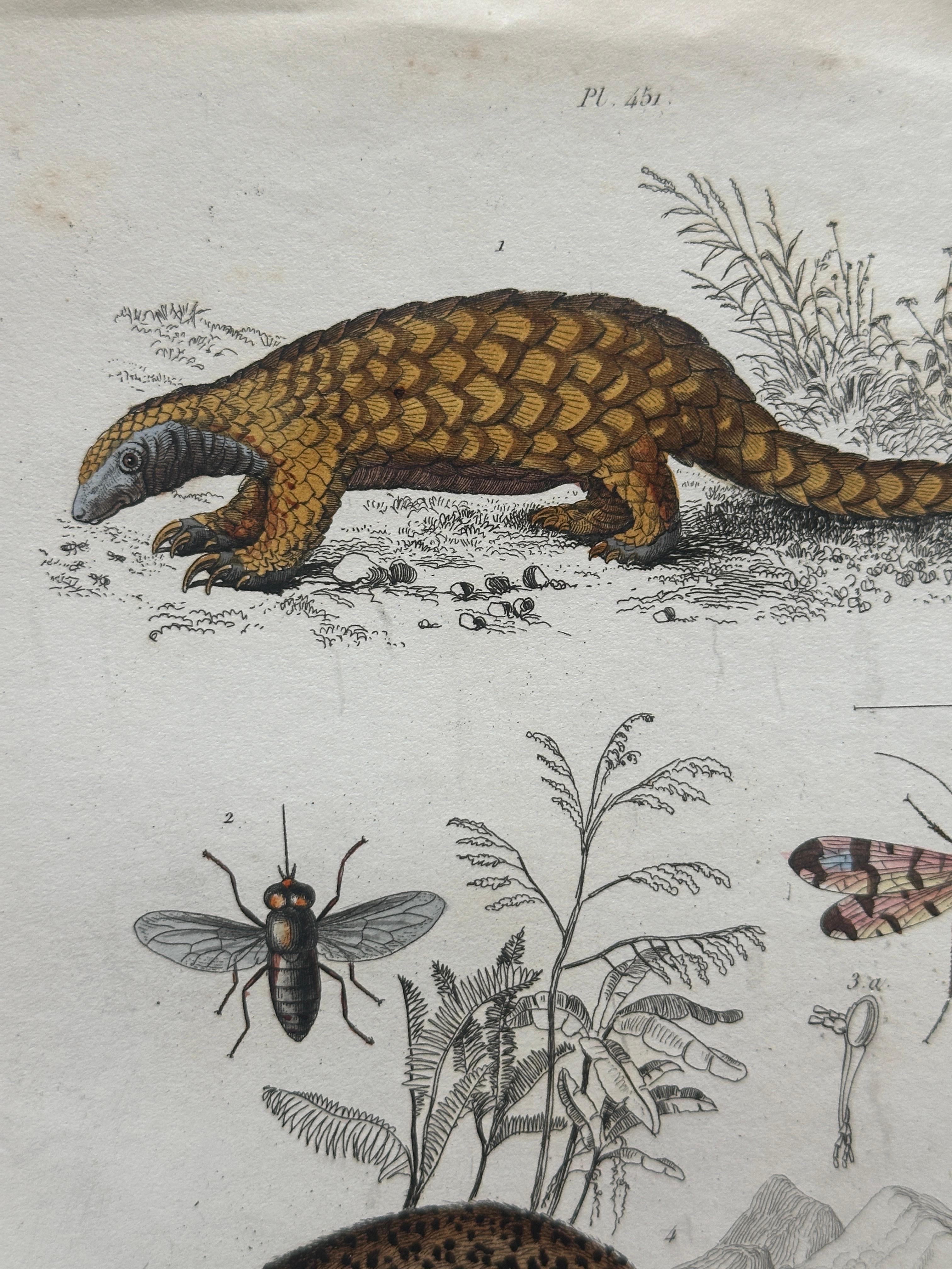 Pangolin, Panther & Insects – Original Antique Zoological Print, circa 1849
Dict. Univ. d’Hist. Nat., Plate 431

Description:
A captivating original hand-colored zoological engraving from the mid-19th century, published in the Dictionnaire Universel