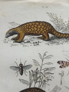 Pangolin, Panther & Insects – Original Antique Zoological Print, circa 1849