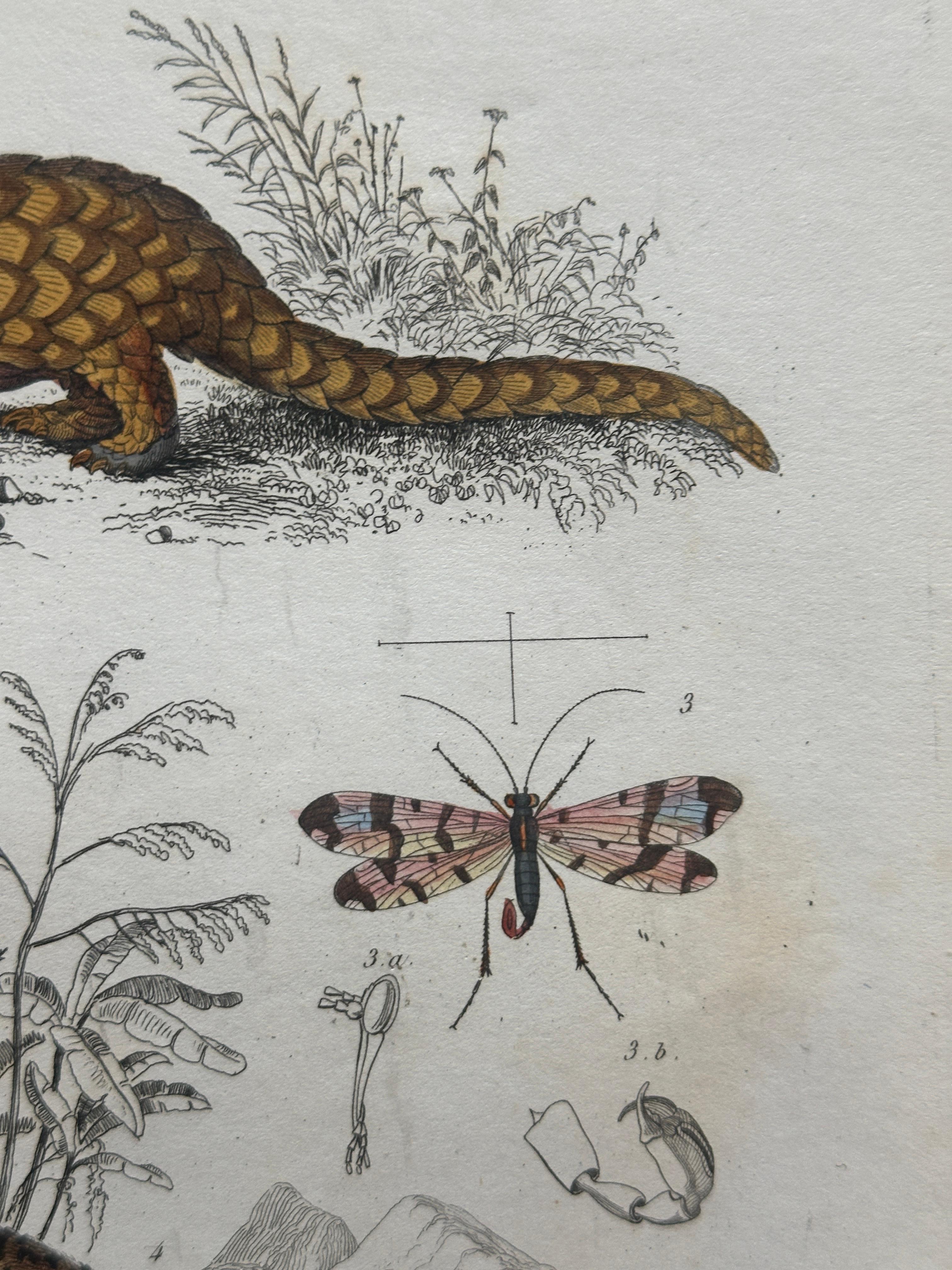 Français Pangolin, Panther & Insects – Original Antique Zoological Print, circa 1849 en vente