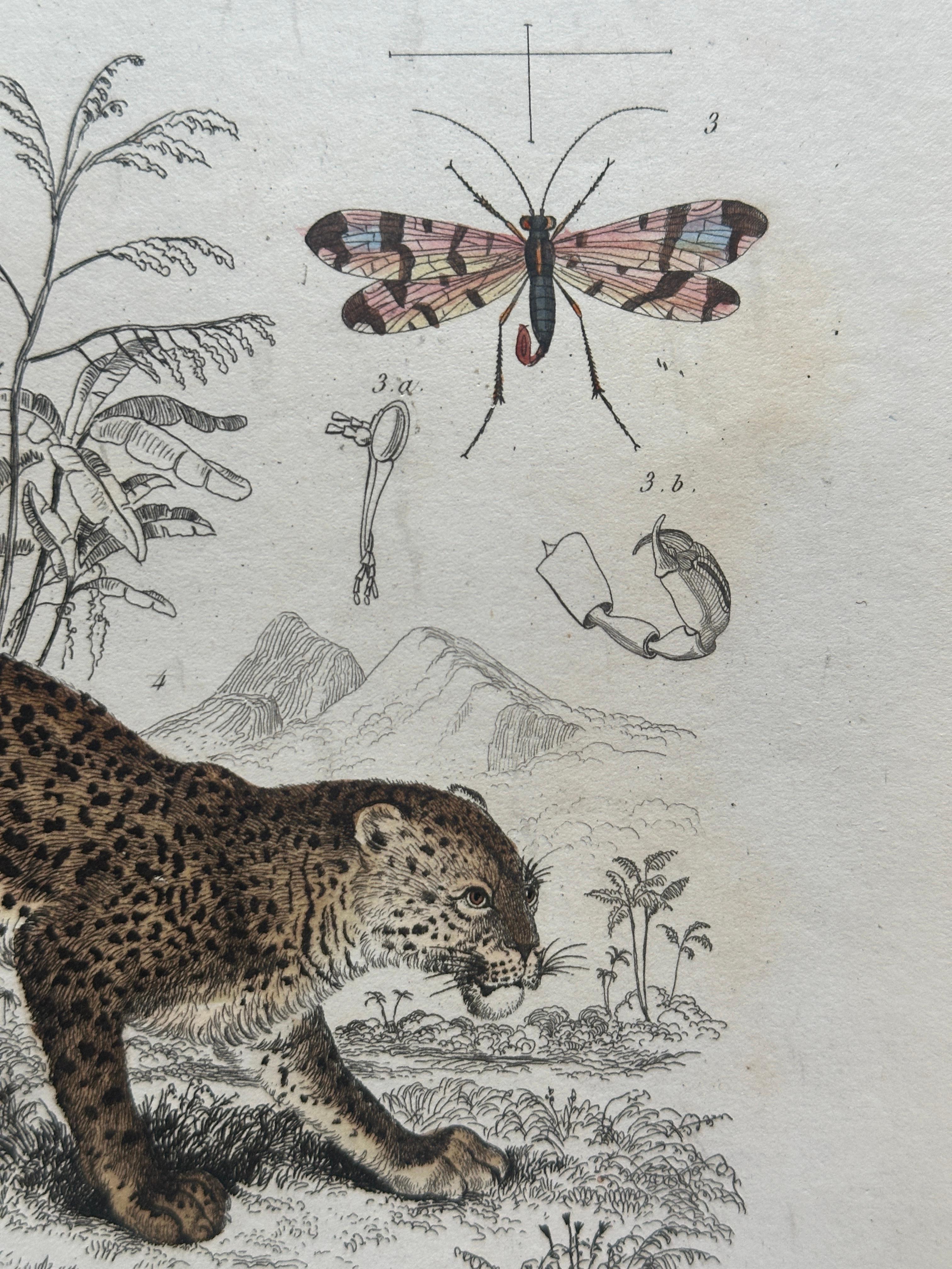 Pangolin, Panther & Insects – Original Antique Zoological Print, circa 1849 Bon état - En vente à Fukuoka, JP