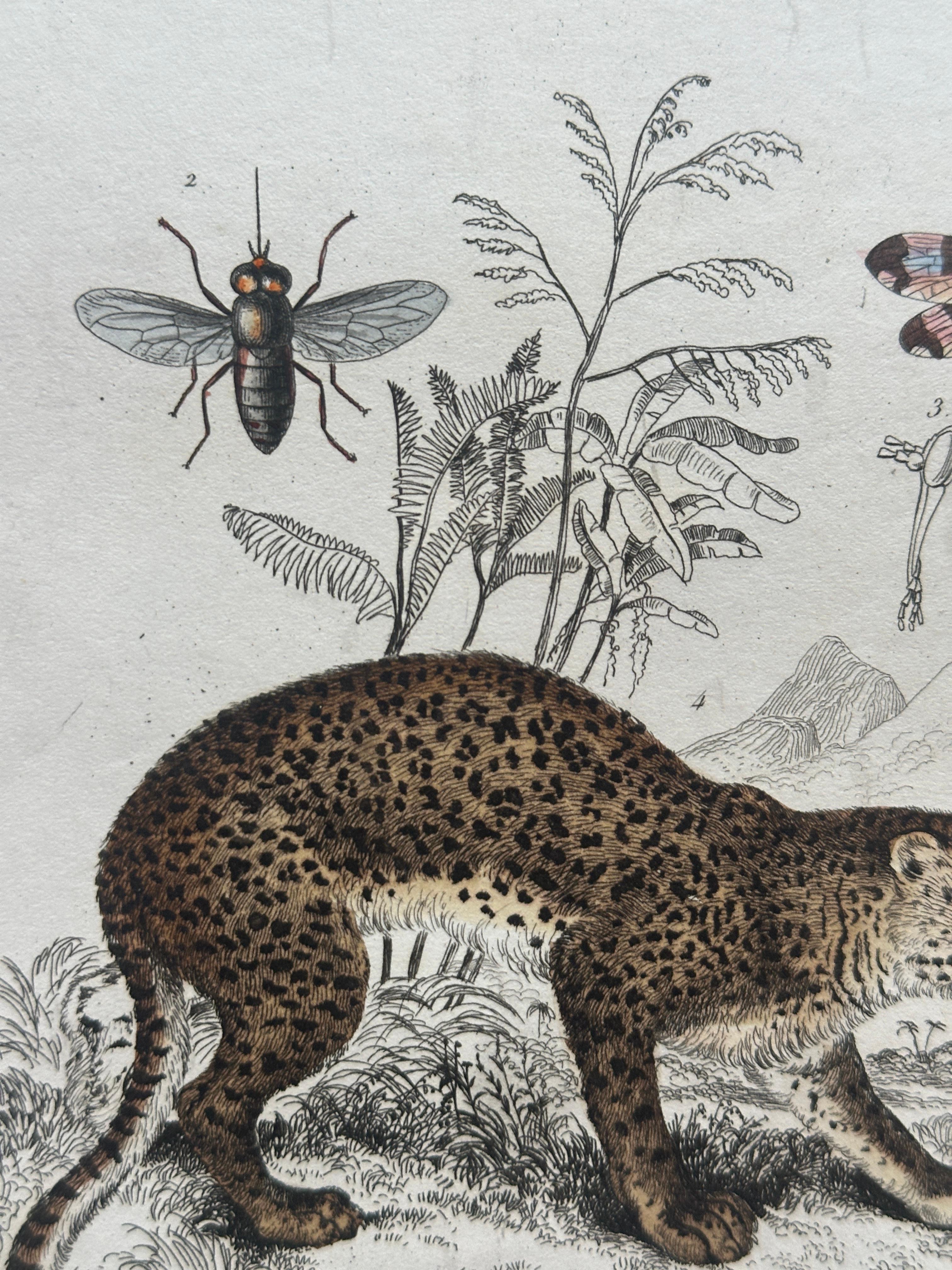 XIXe siècle Pangolin, Panther & Insects – Original Antique Zoological Print, circa 1849 en vente