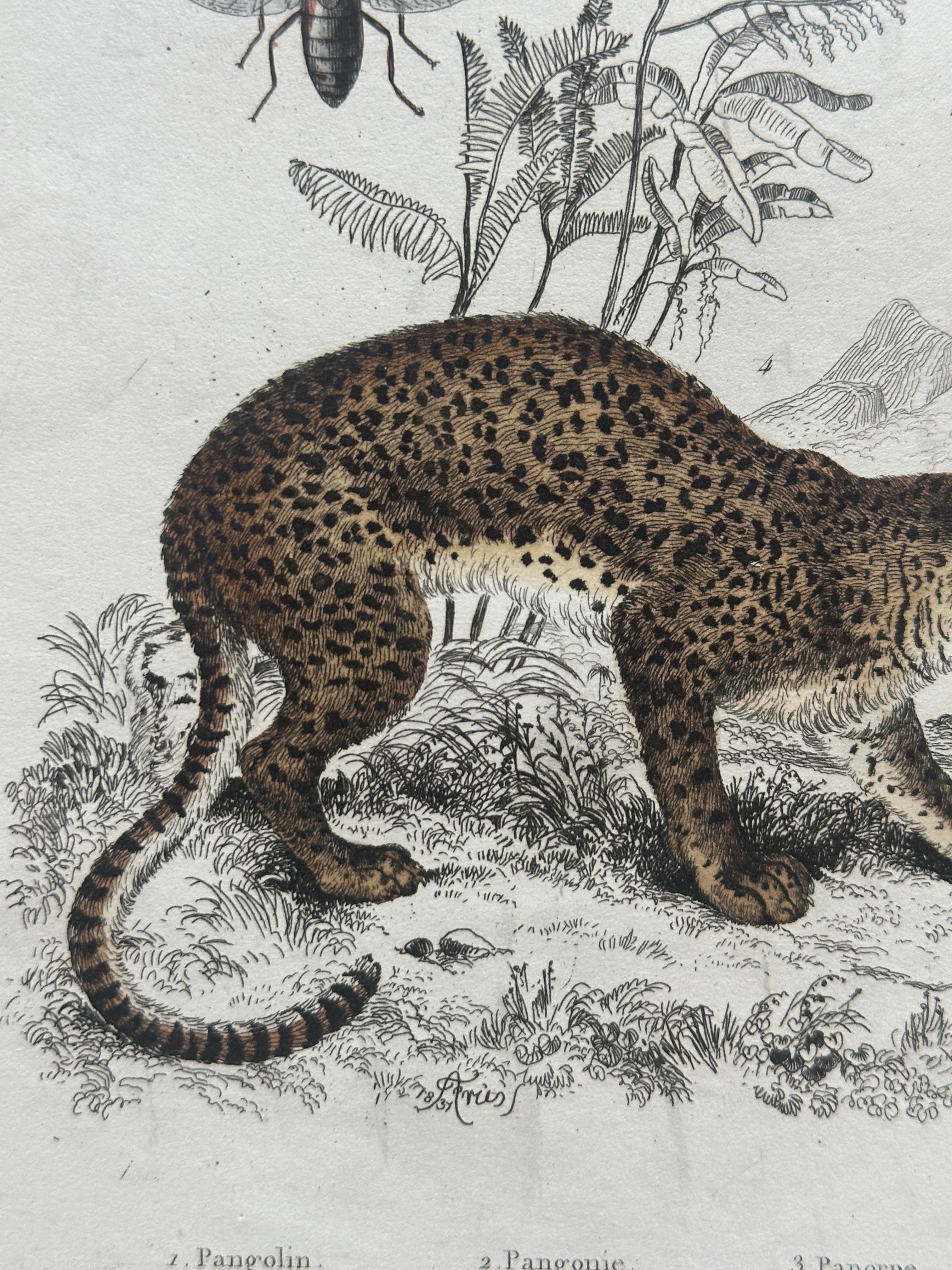 Papier Pangolin, Panther & Insects – Original Antique Zoological Print, circa 1849 en vente