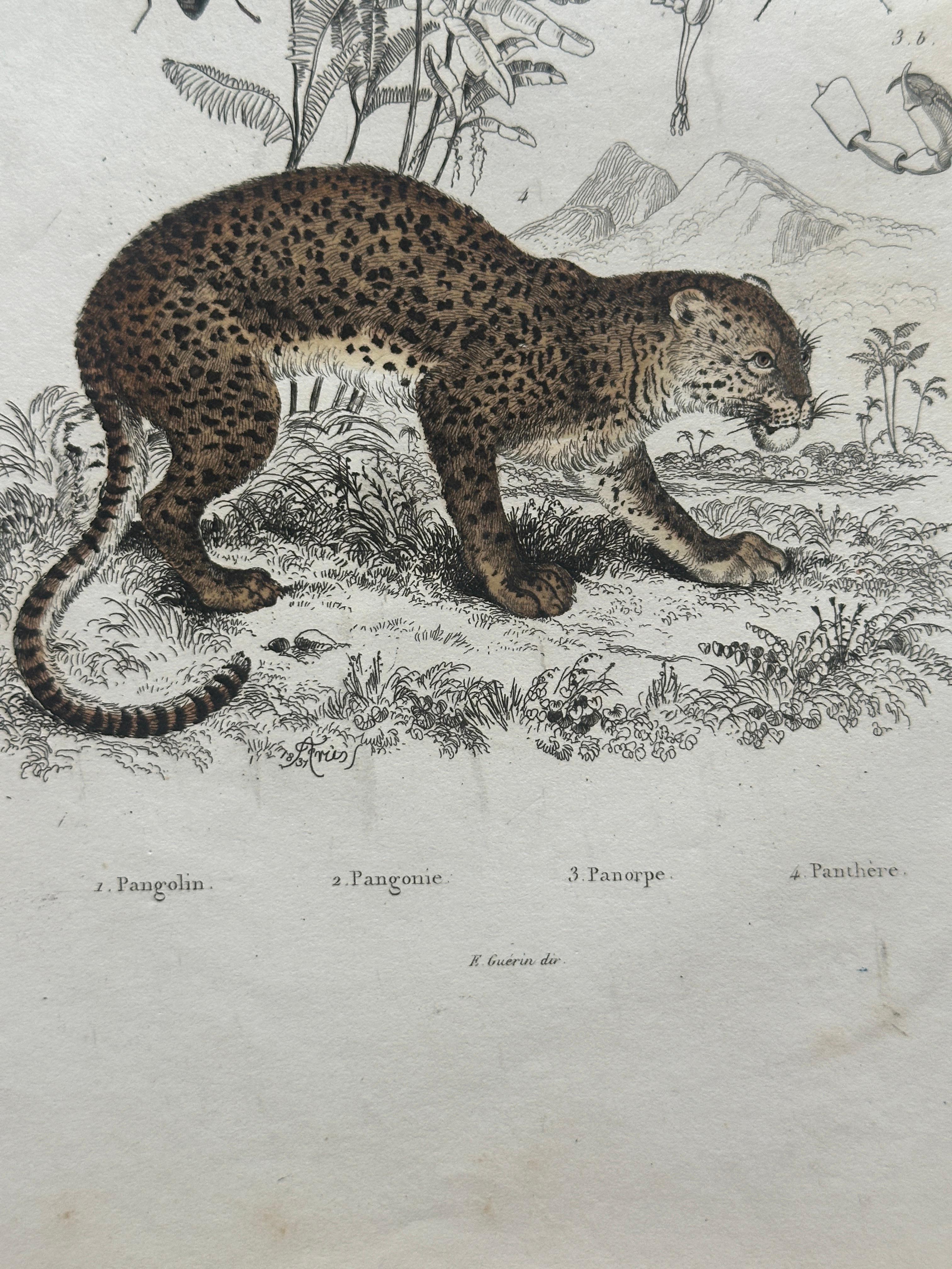 Pangolin, Panther & Insects – Original Antique Zoological Print, circa 1849 en vente 2