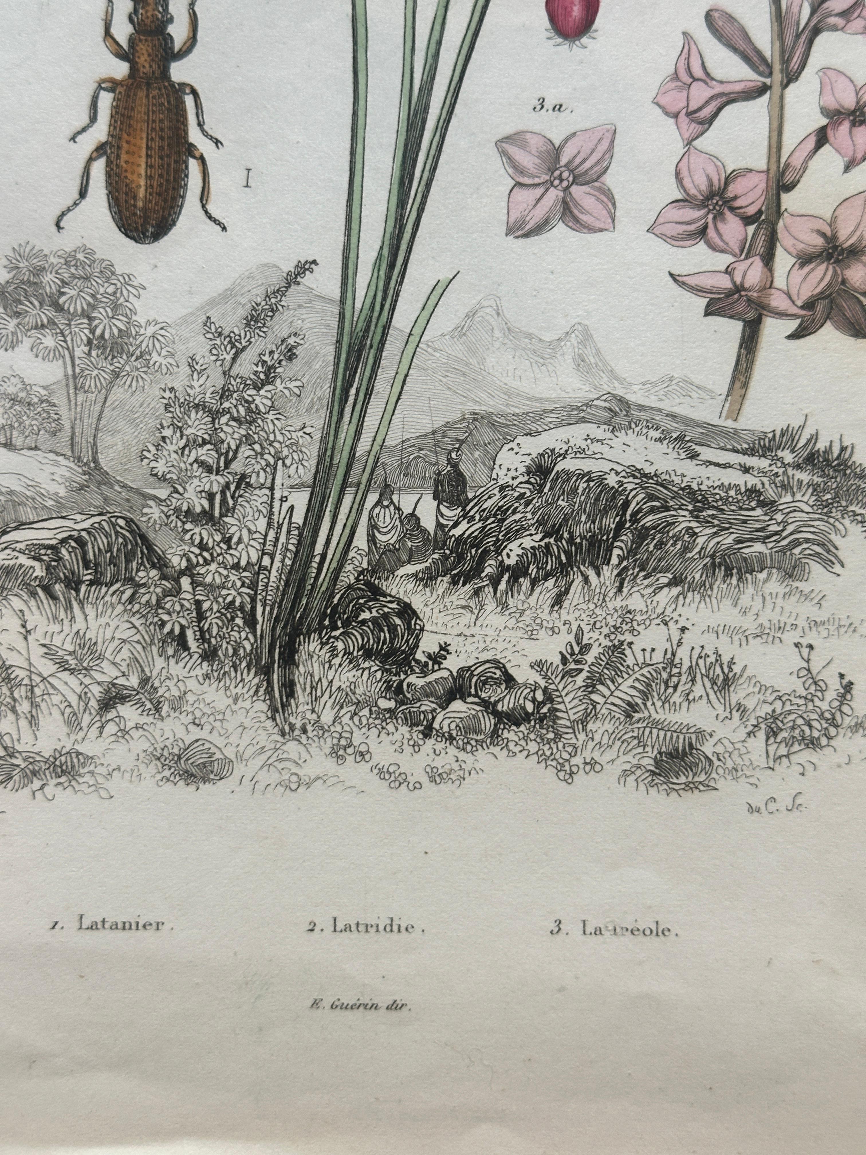 Pangolin, Panther & Insects – Original Antique Zoological Print, circa 1849 en vente 3