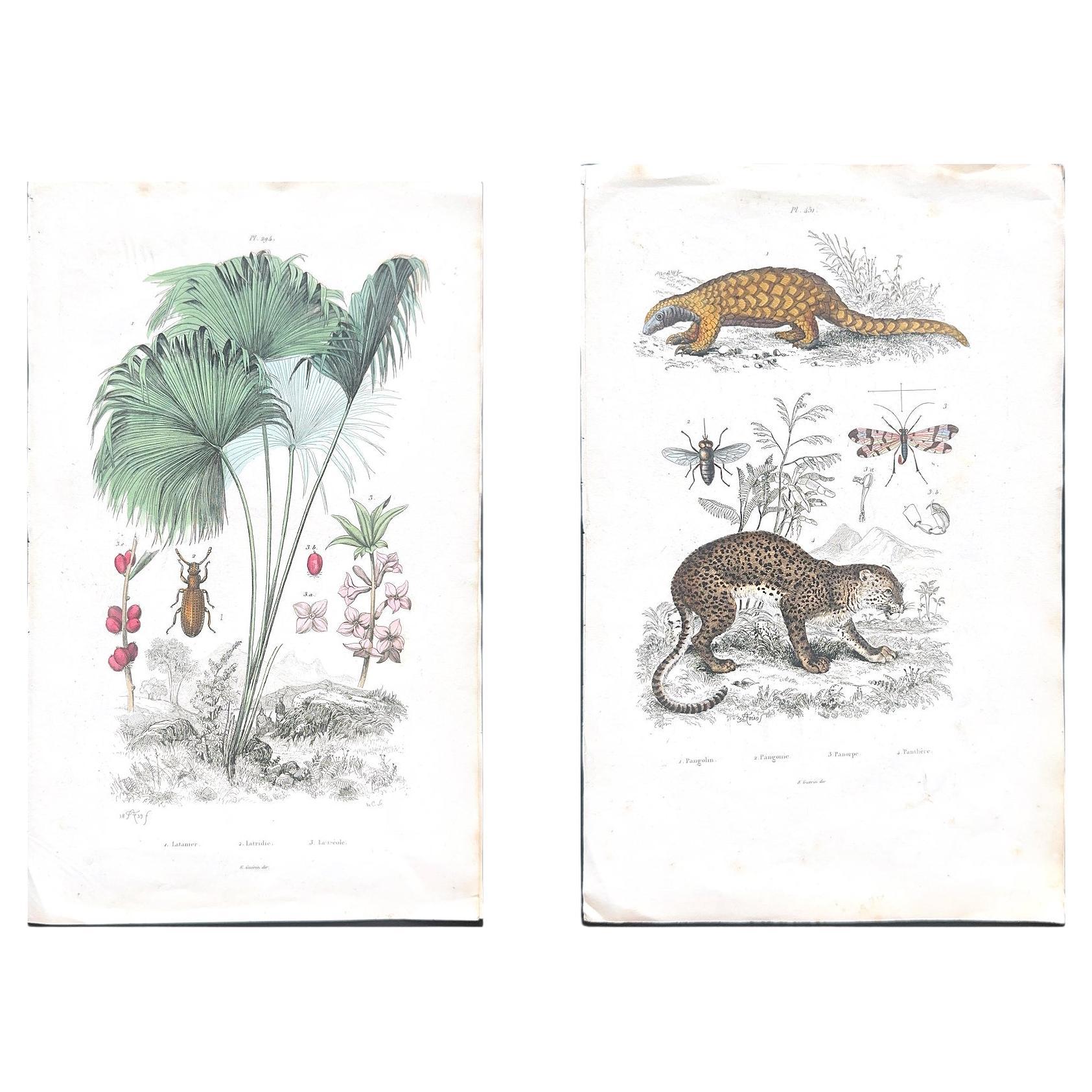 Pangolin, Panther & Insects – Original Antique Zoological Print, circa 1849 en vente