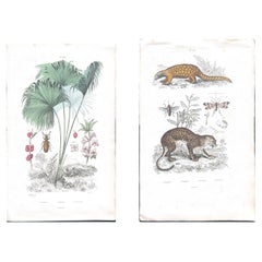Pangolin, Panther & Insects – Original Antique Zoological Print, circa 1849