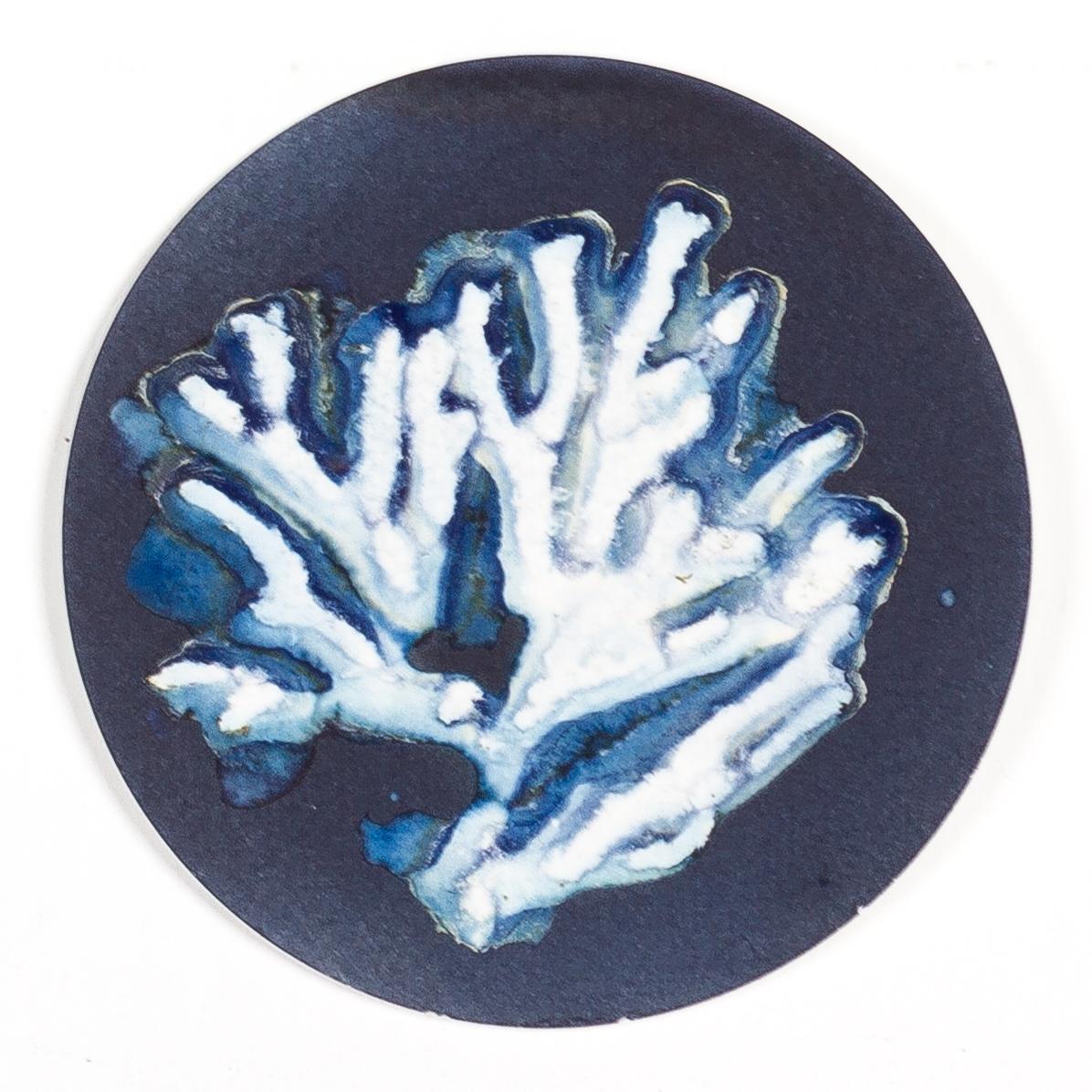 Algas 11, 22 y 67. Cyanotype photograhs mounted in high resistance glass dish - Sculpture by Paola Davila