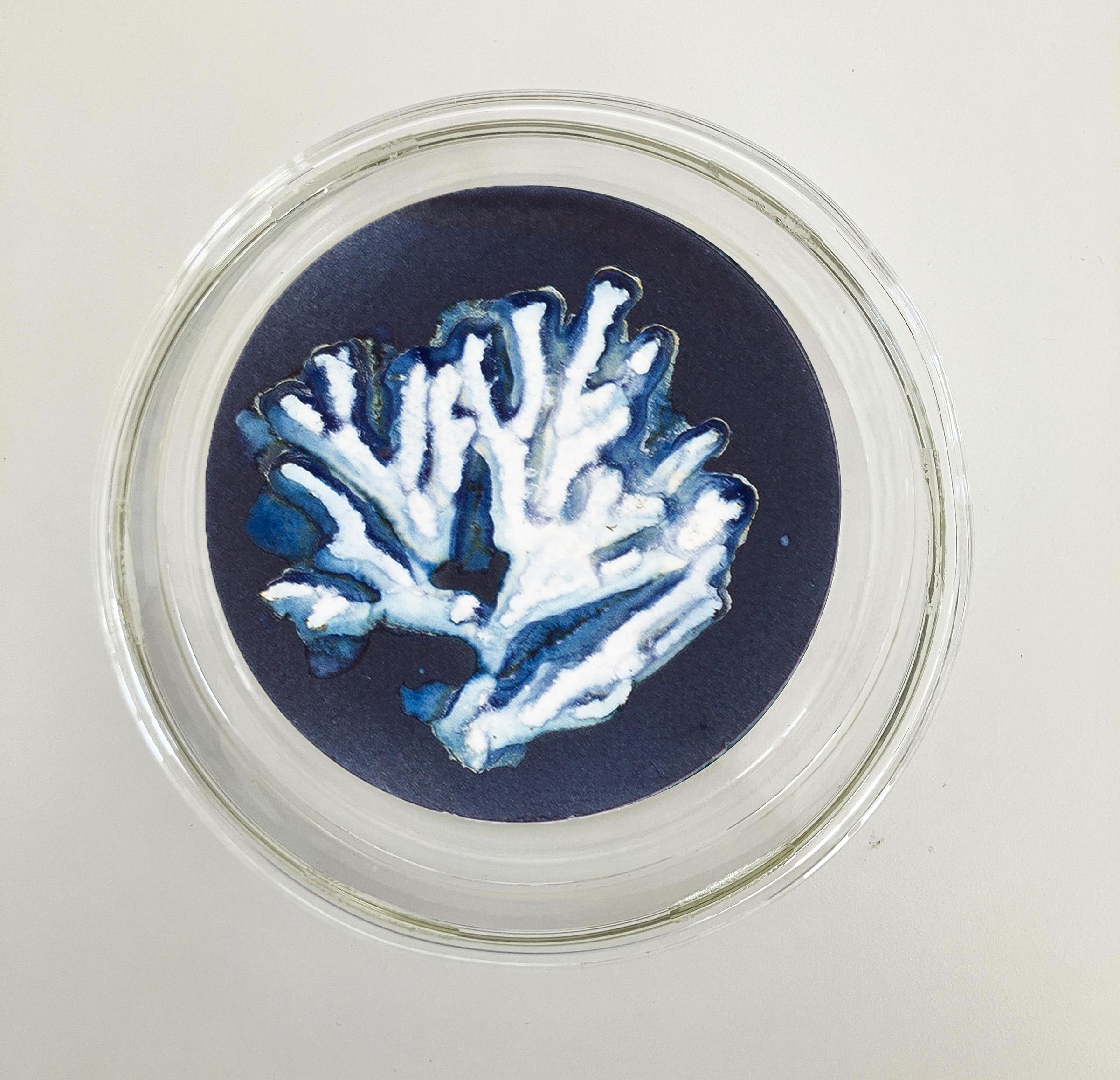 Algas 11, 22 y 67. Cyanotype photograhs mounted in high resistance glass dish - Abstract Sculpture by Paola Davila