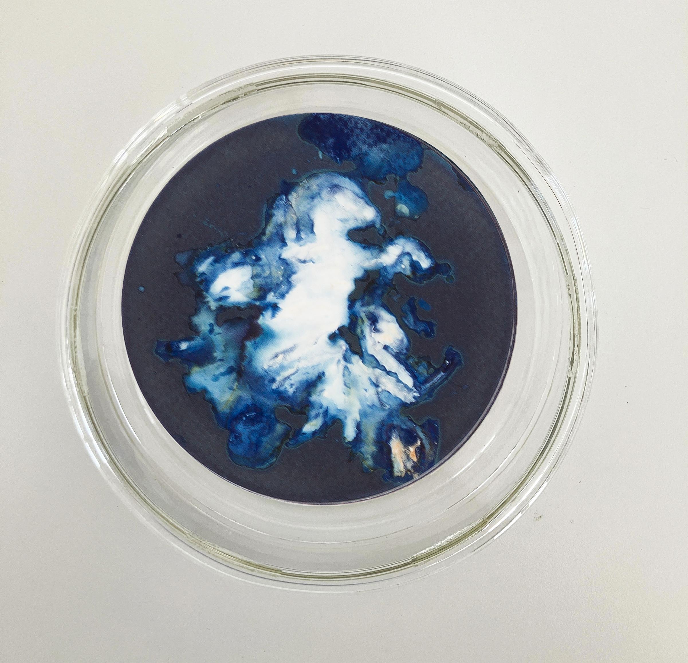Algas 11, 22 y 67. Cyanotype photograhs mounted in high resistance glass dish For Sale 1