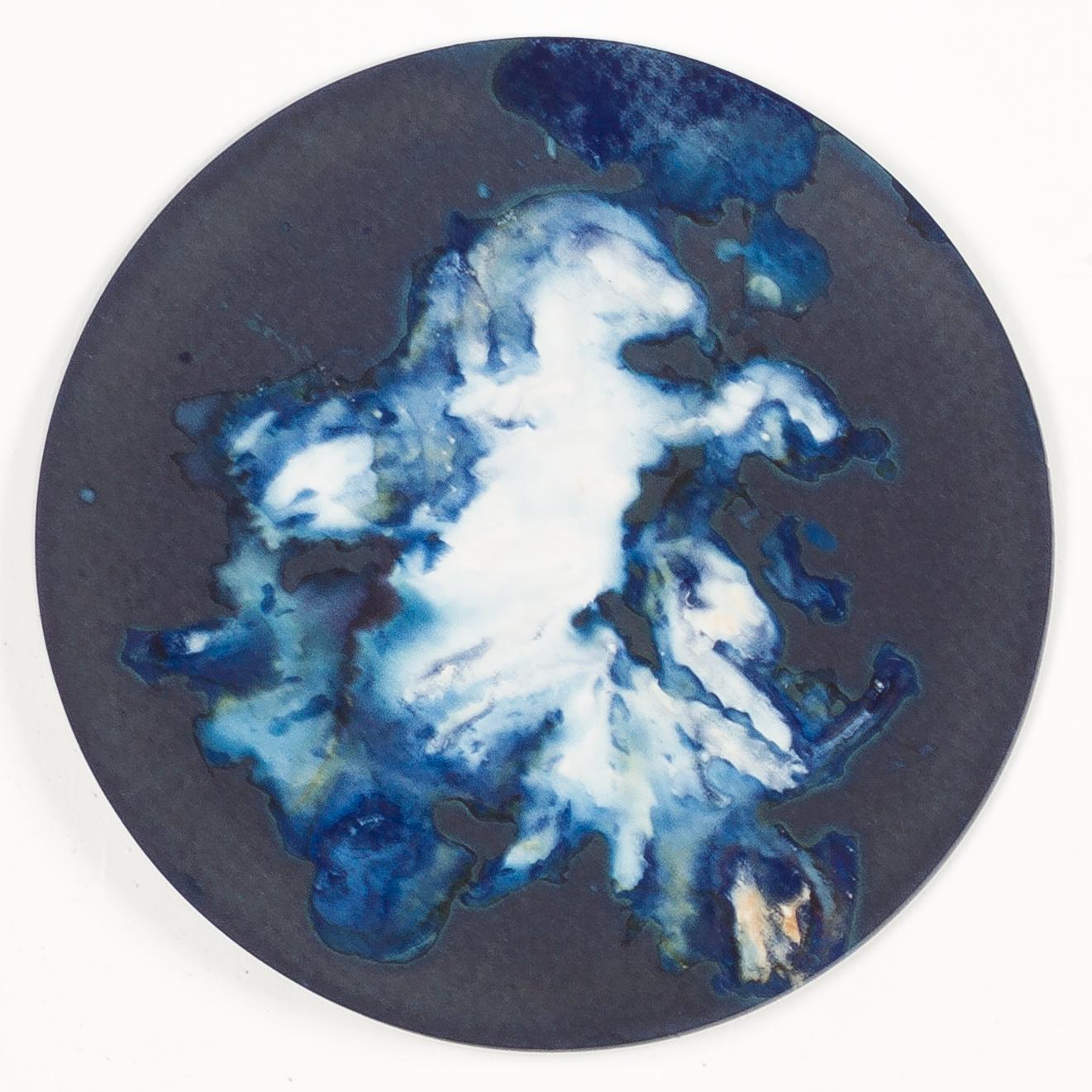Algas 11, 22 y 67. Cyanotype photograhs mounted in high resistance glass dish For Sale 2