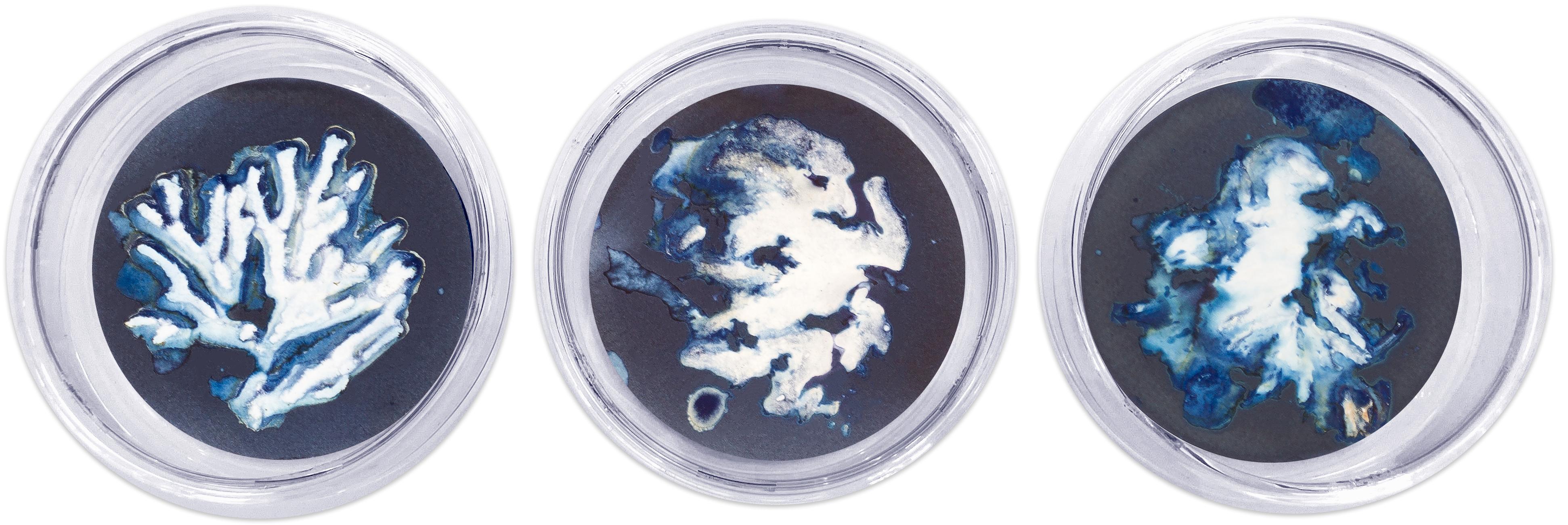 Algas 11, 22 y 67. Plat en verre de haute résistance Cyanotype avec photograhs monté