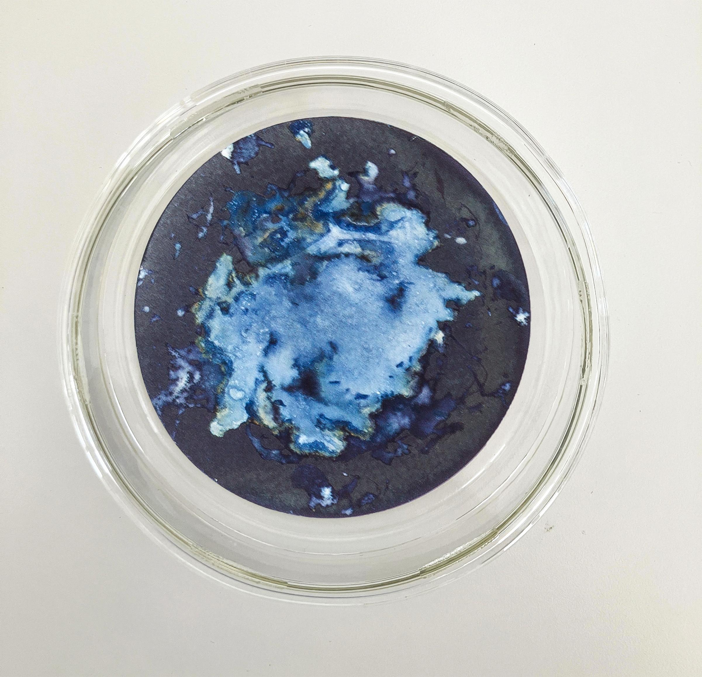 Algas 14, 41 y 68, 2022 by Paola Davila 
From the series Mareas
Cyanotype on 300 gr cotton paper
Mounted in a high-resistance borosilicate glass petri dish
Overall size: 36 cm Dm x 12 cm H x 2.4 cm Deep.
Individual Image size: 10.5 cm D. 
Each Petri