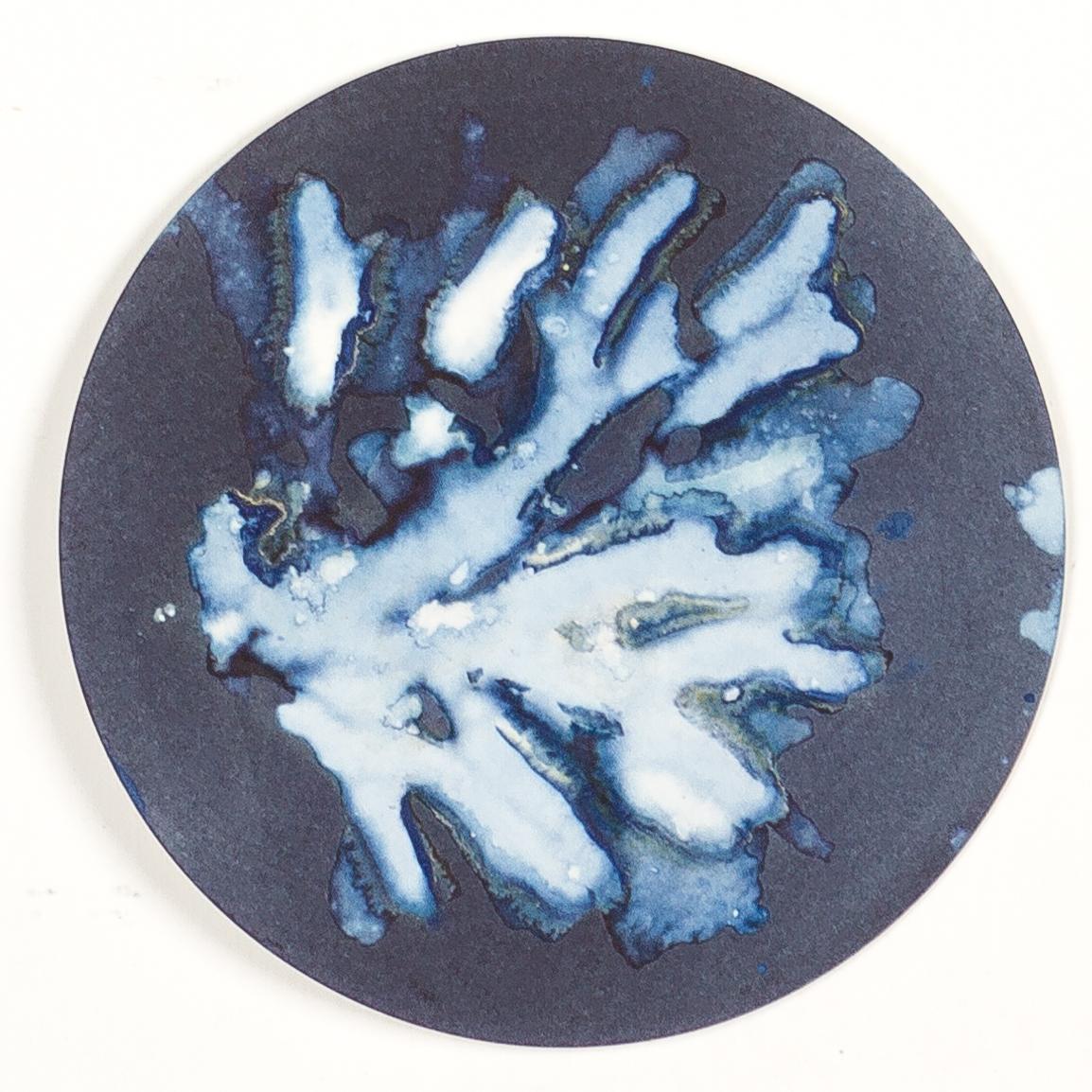Algas 14, 41 y 68. Cyanotype photograhs mounted in high resistance glass dish For Sale 1
