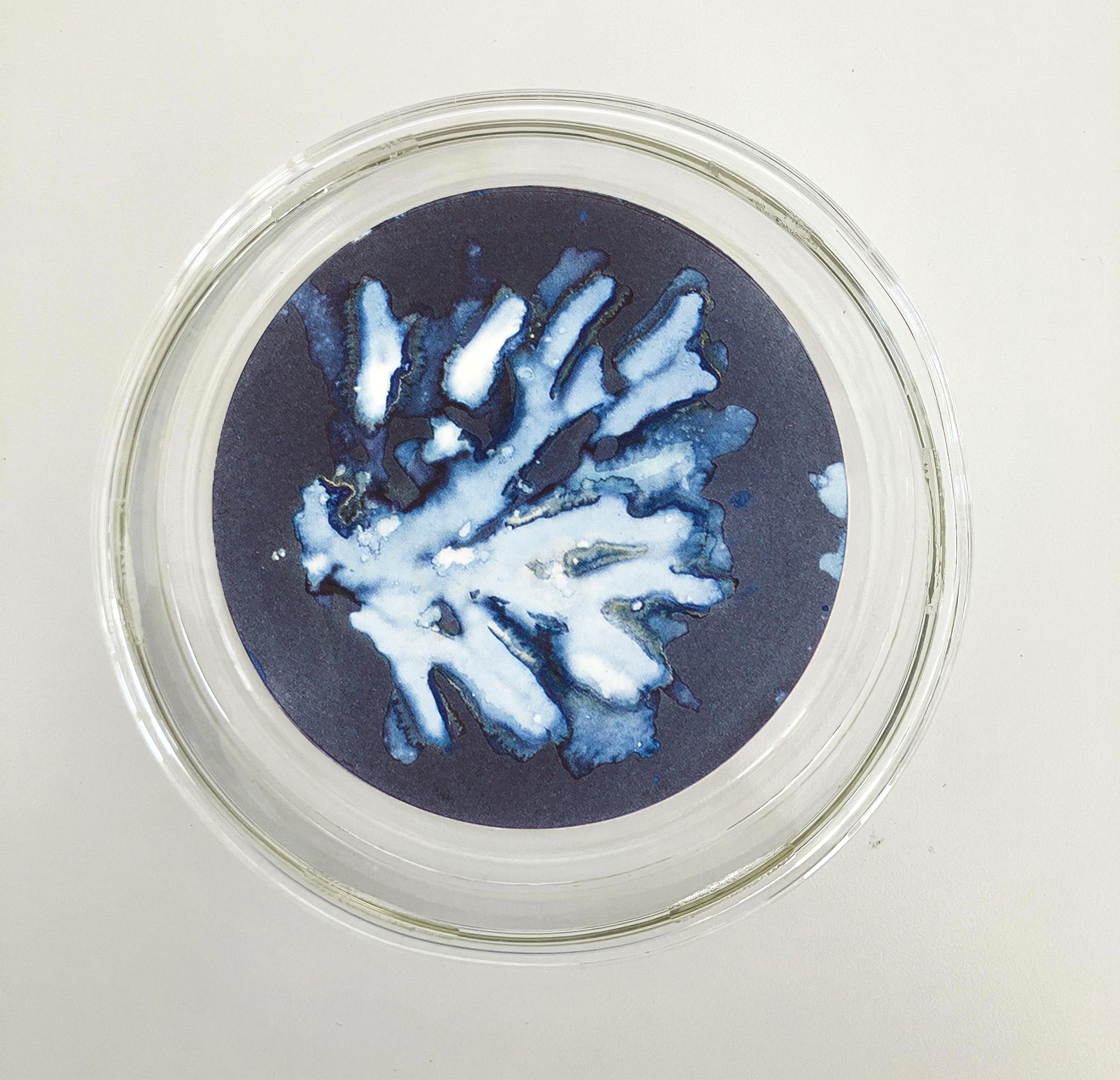 Algas 14, 41 y 68. Cyanotype photograhs mounted in high resistance glass dish For Sale 2