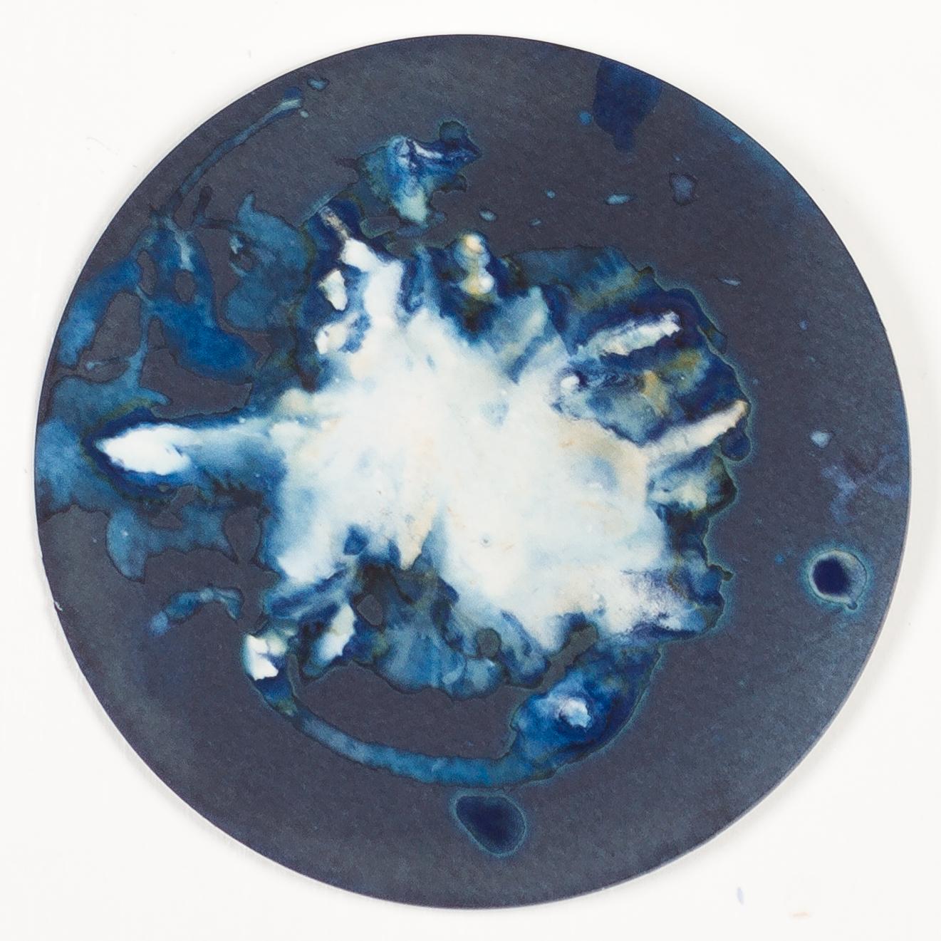 Algas 14, 41 y 68. Cyanotype photograhs mounted in high resistance glass dish For Sale 3