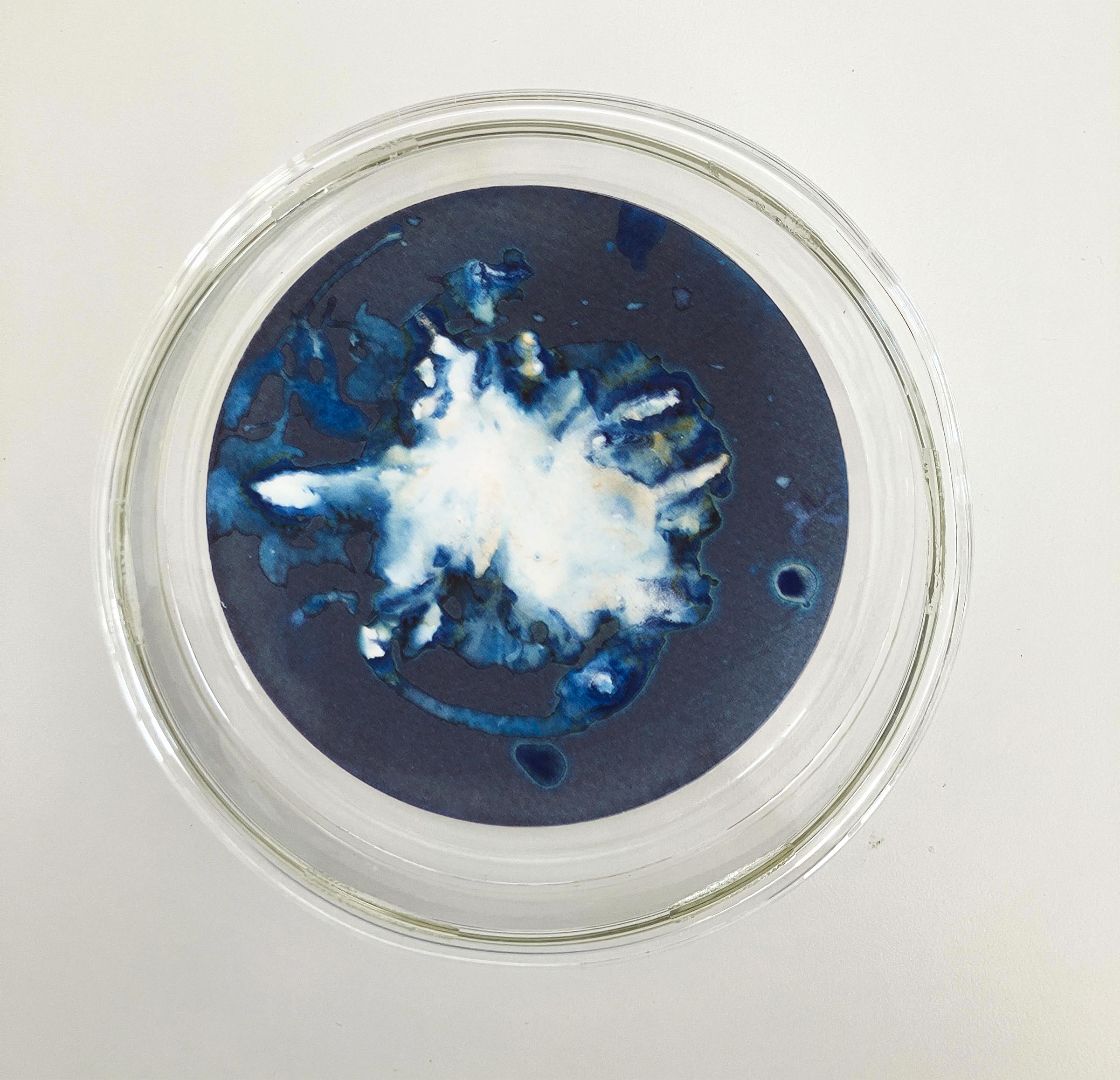 Algas 14, 41 y 68. Cyanotype photograhs mounted in high resistance glass dish For Sale 4