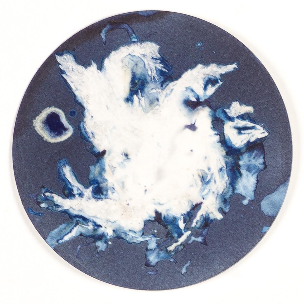 Algas 23, 63 y 64. Cyanotype photograhs mounted in high resistance glass dish - Sculpture by Paola Davila
