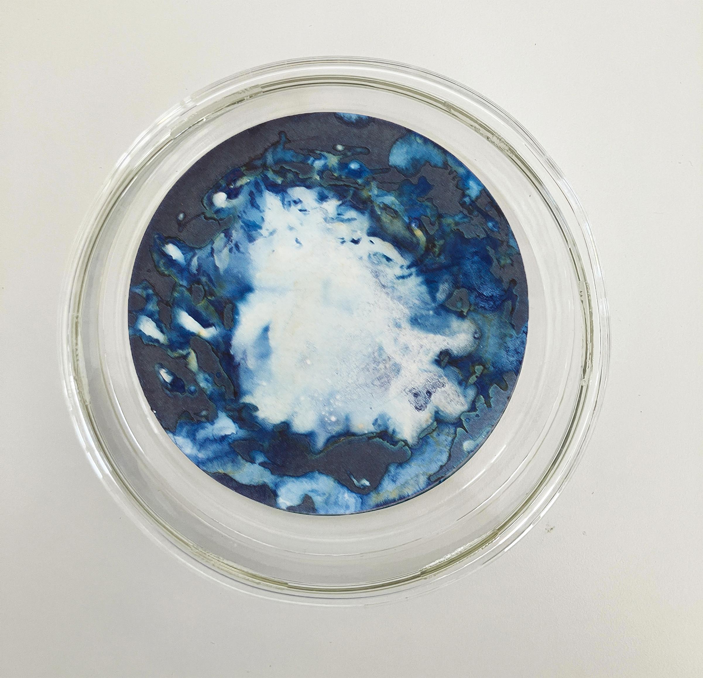 Algas 23, 63 y 64. Cyanotype photograhs mounted in high resistance glass dish For Sale 1