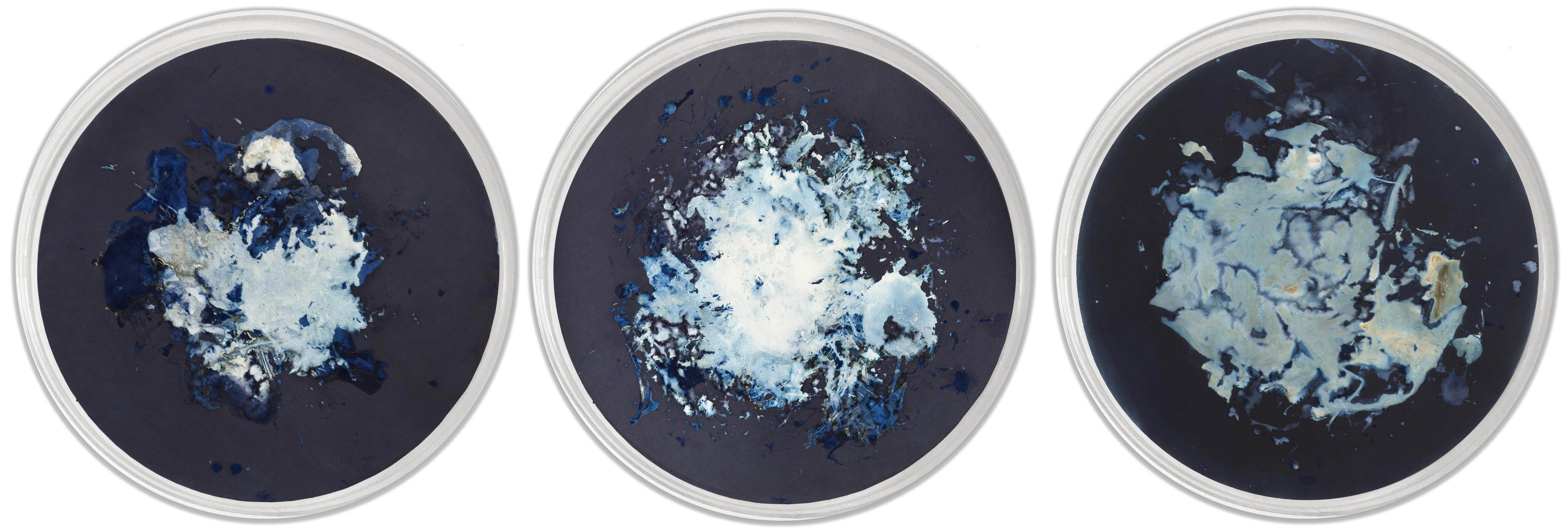 Algas 45-IV, V & XIX Triptych, 2022 by Paola Davila 
From the series Mareas
Cyanotype on 300 gr cotton paper
The piece is mounted on a circular aluminum sheet, on a 47 cm diameter transparent acrylic cap.
Overall size Mounted: 47 H x 141 W x 2.4