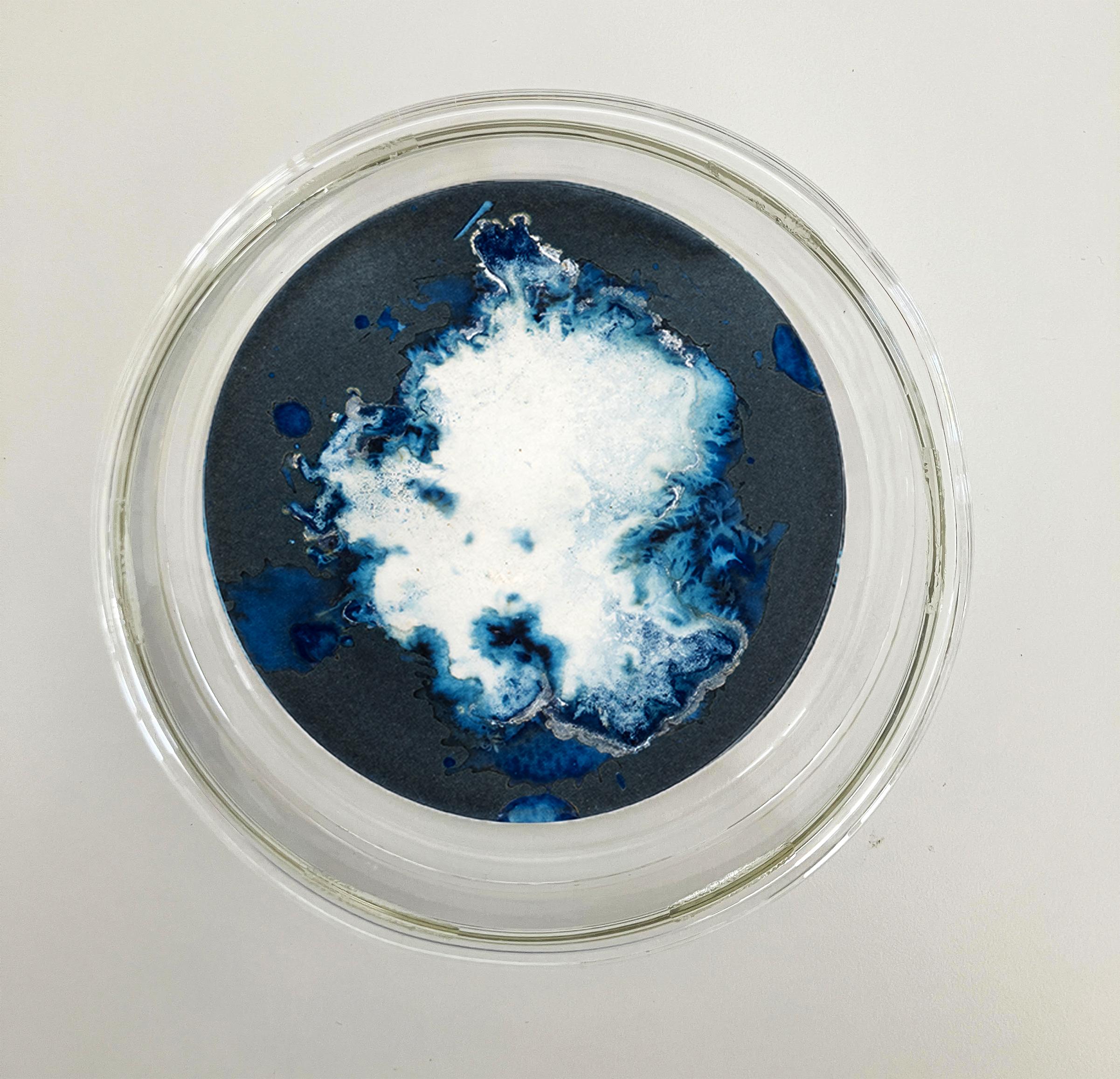 Algas 75, 83 Y 26. Cyanotype photograhs mounted in high resistance glass dish - Abstract Photograph by Paola Davila