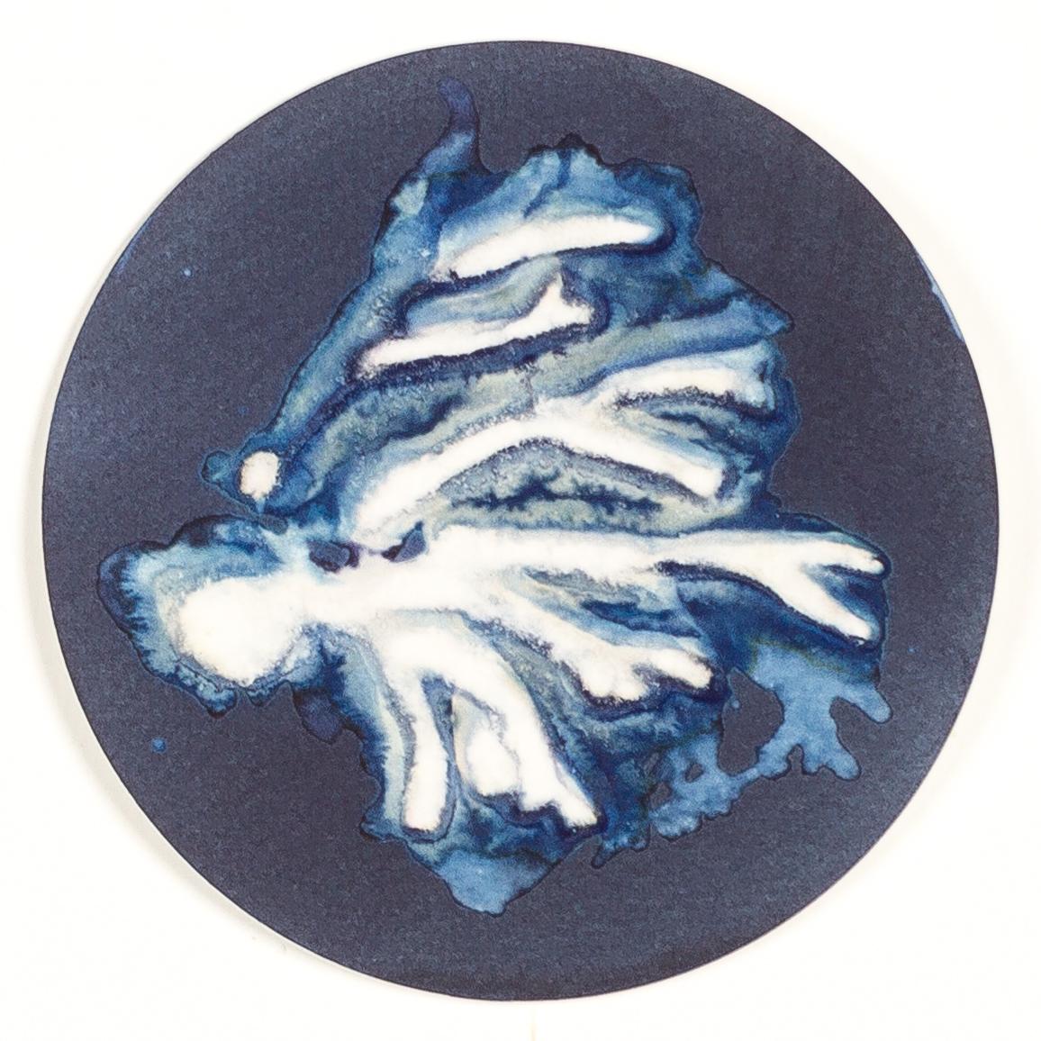 Algas 75, 83 Y 26. Cyanotype photograhs mounted in high resistance glass dish For Sale 2