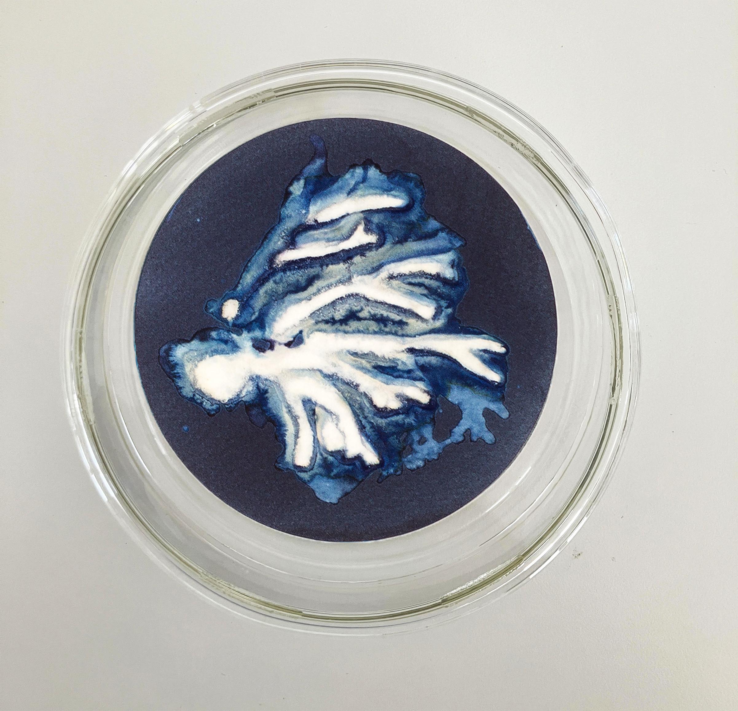 Algas 75, 83 Y 26. Cyanotype photograhs mounted in high resistance glass dish For Sale 3