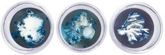 Algas 75, 83 und 26. Cyanotypie-Fotografien, montiert in einer hochfesten Glasschale