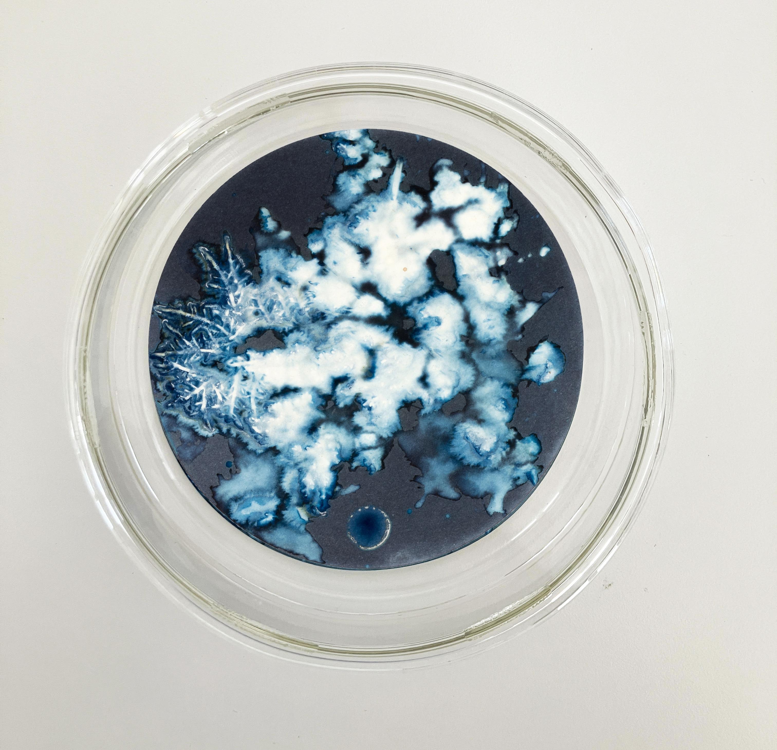 Algas 88, 28, 87, 2022 by Paola Davila 
From the series Mareas
Cyanotype on 300 gr cotton paper
Mounted in a high-resistance borosilicate glass petri dish
Overall size: 36 cm Dm x 12 cm H x 2.4 cm Deep.
Individual Image size: 10.5 cm D. 
Each Petri