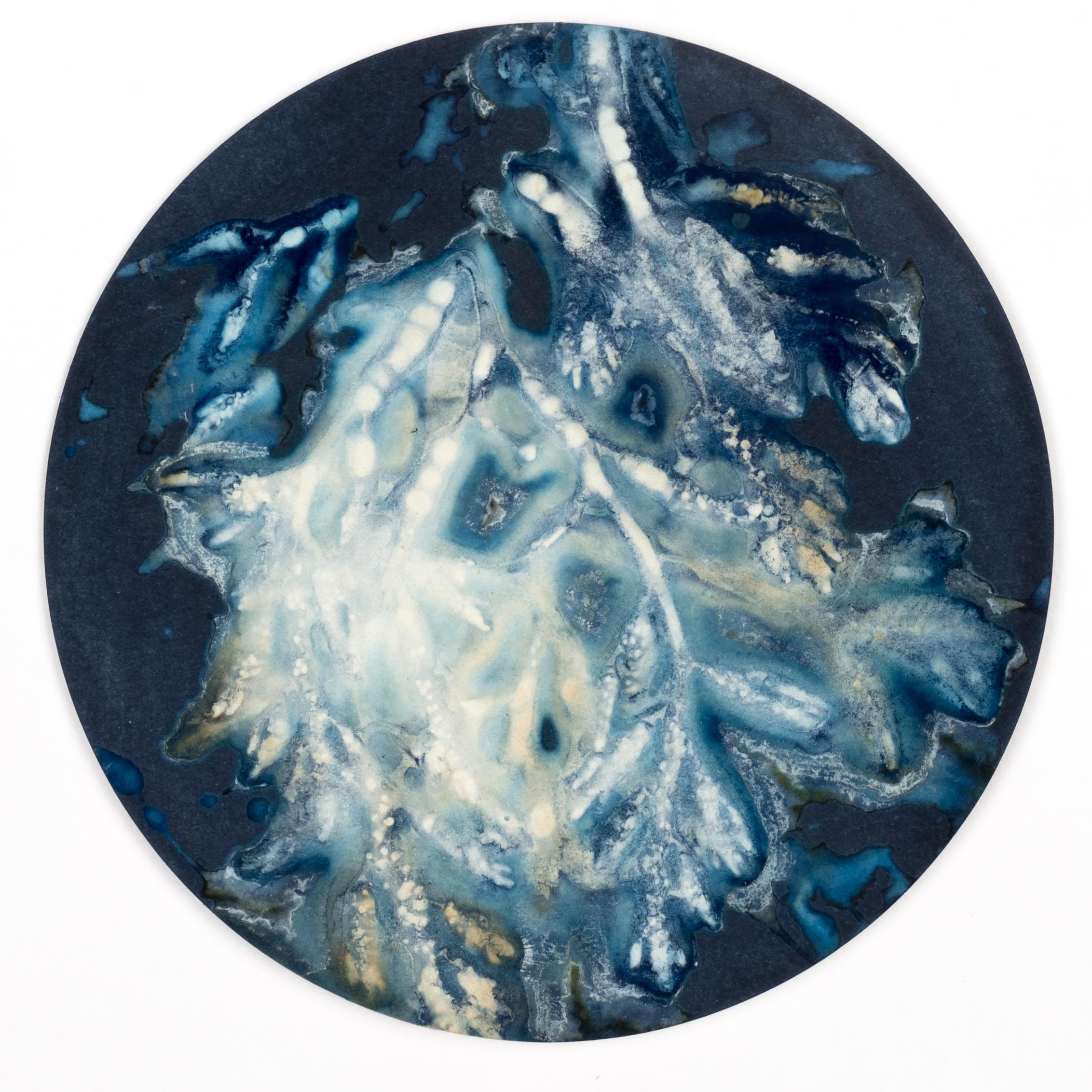Algas 88, 28, 87. Cyanotype photograhs mounted in high resistance glass dish For Sale 1