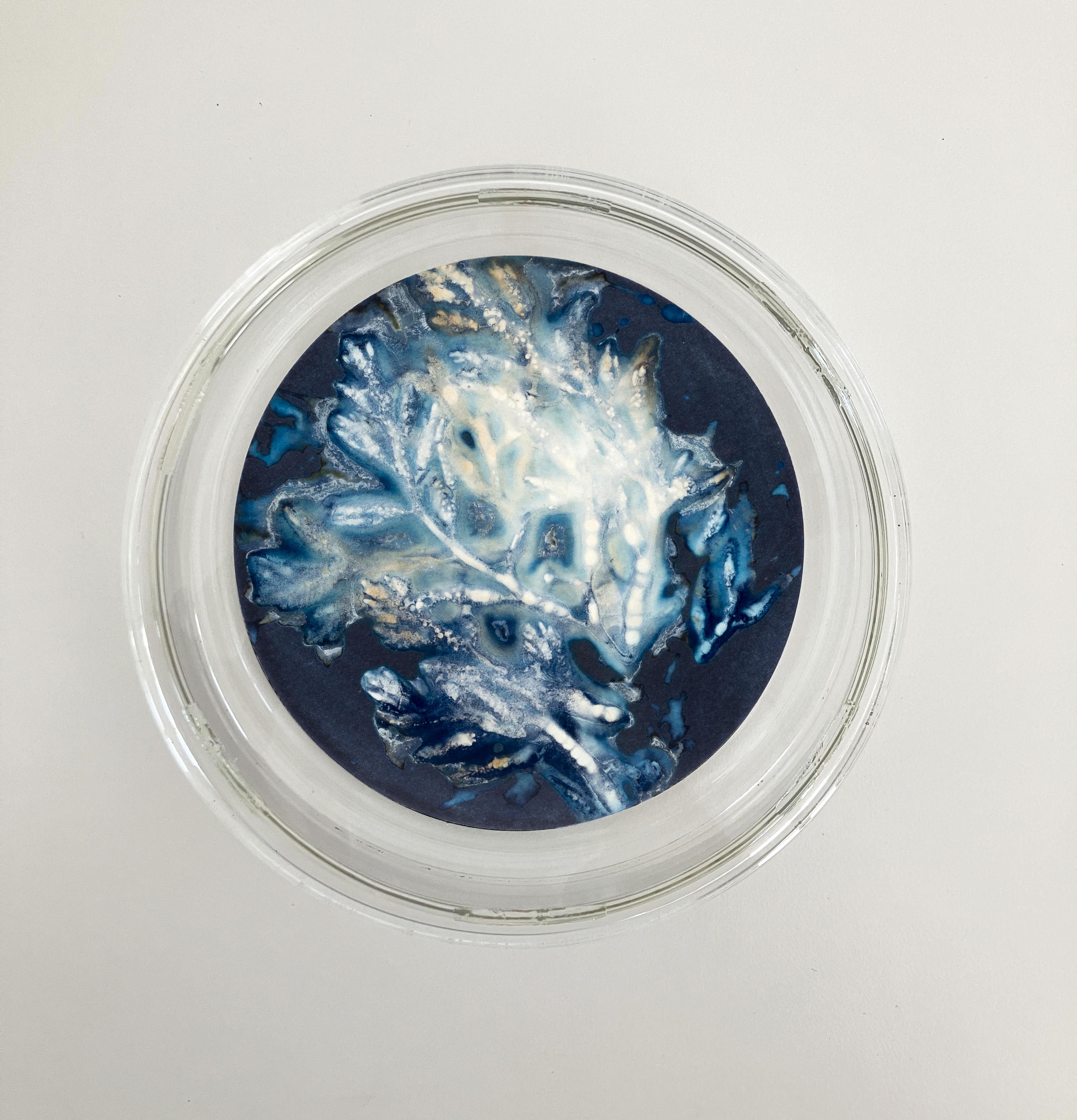 Algas 88, 28, 87. Cyanotype photograhs mounted in high resistance glass dish For Sale 2