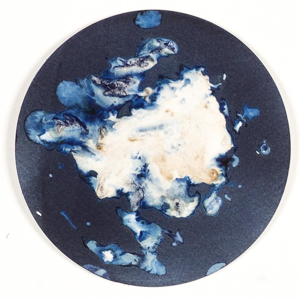 Algas 88, 28, 87. Cyanotype photograhs mounted in high resistance glass dish For Sale 3