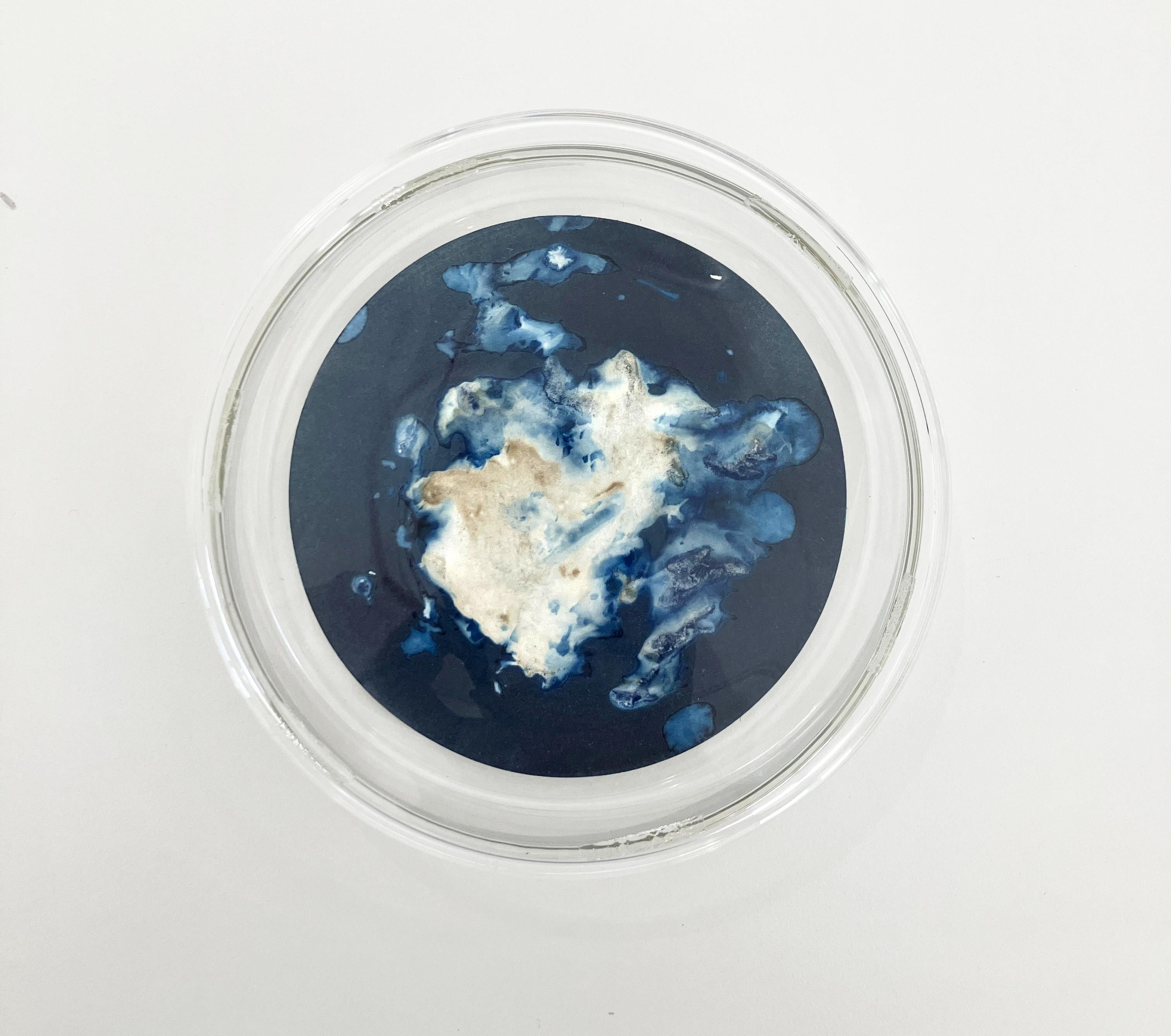 Algas 88, 28, 87. Cyanotype photograhs mounted in high resistance glass dish For Sale 4