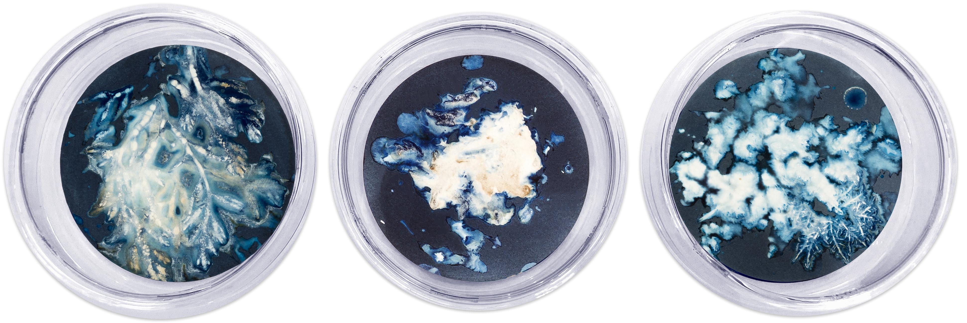 Algas 88, 28, 87. Cyanotypie-Fotografien, montiert in einer hochfesten Glasschale