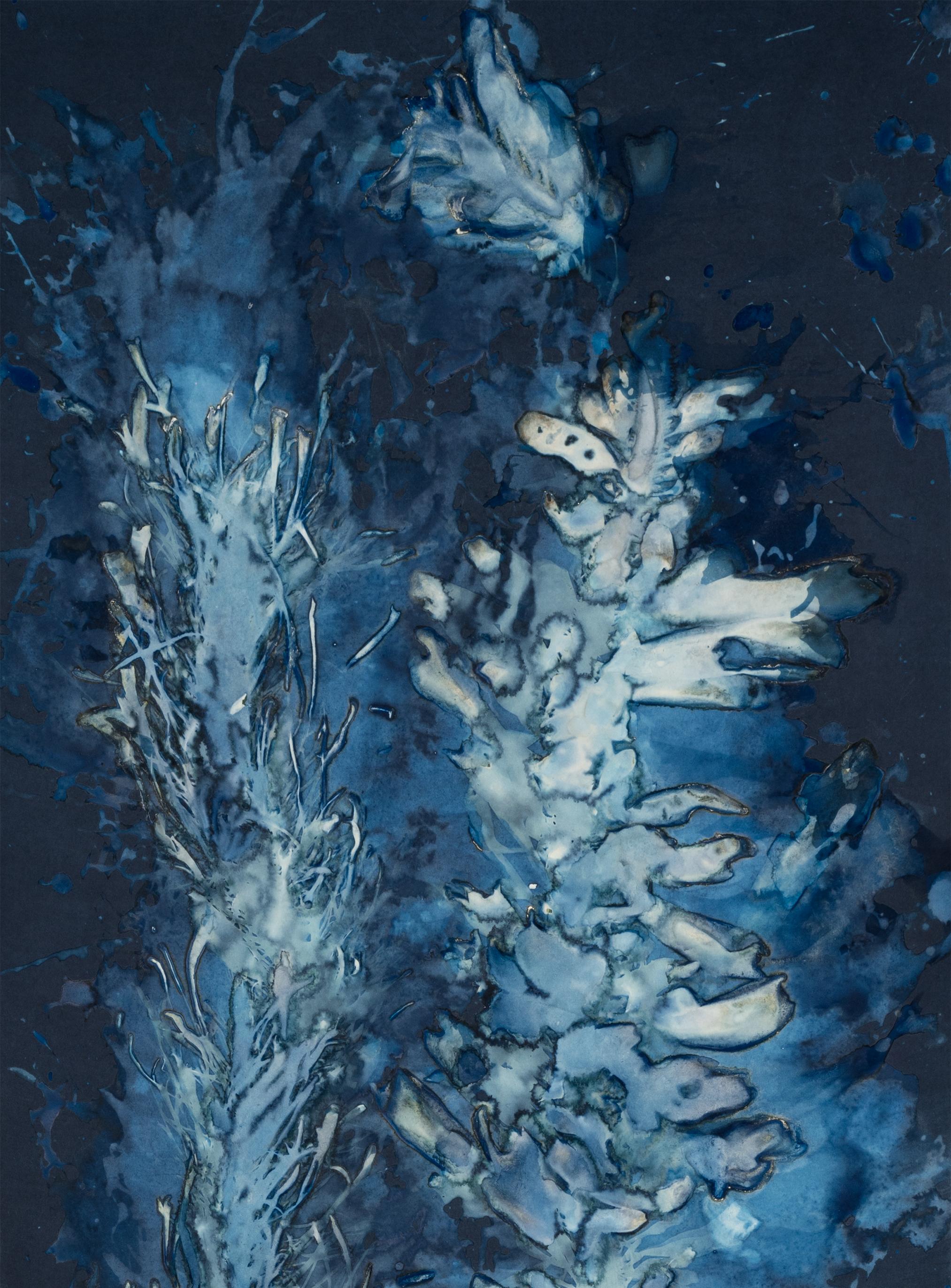 Laminariales VIII. From the series Bosque Cyanotype photograhs  - Photograph by Paola Davila