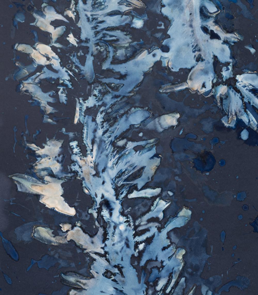 Laminariales XIII. From the series Bosque Cyanotype photograph  - Photograph by Paola Davila