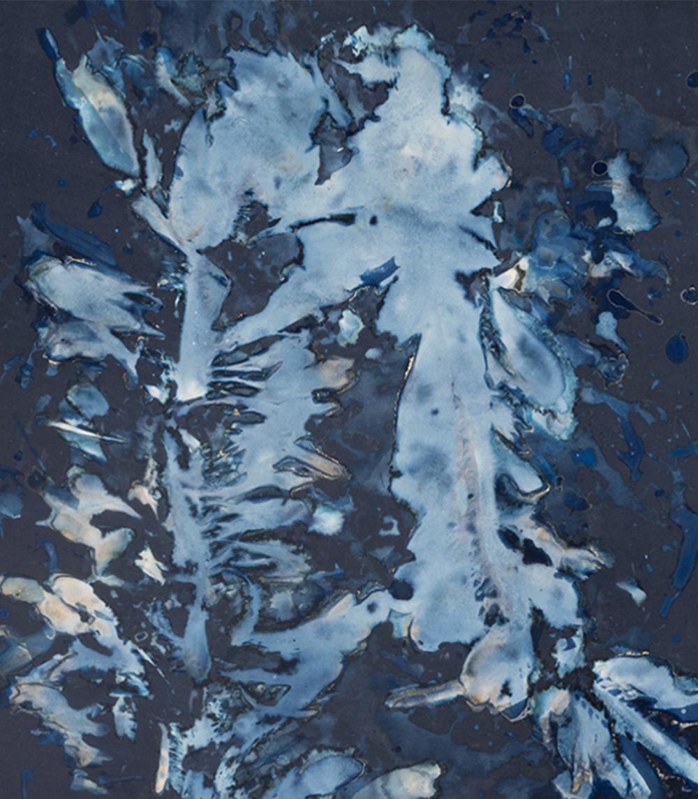 Laminariales XIII. De la photographie de la série Bosque Cyanotype  - Abstrait Photograph par Paola Davila