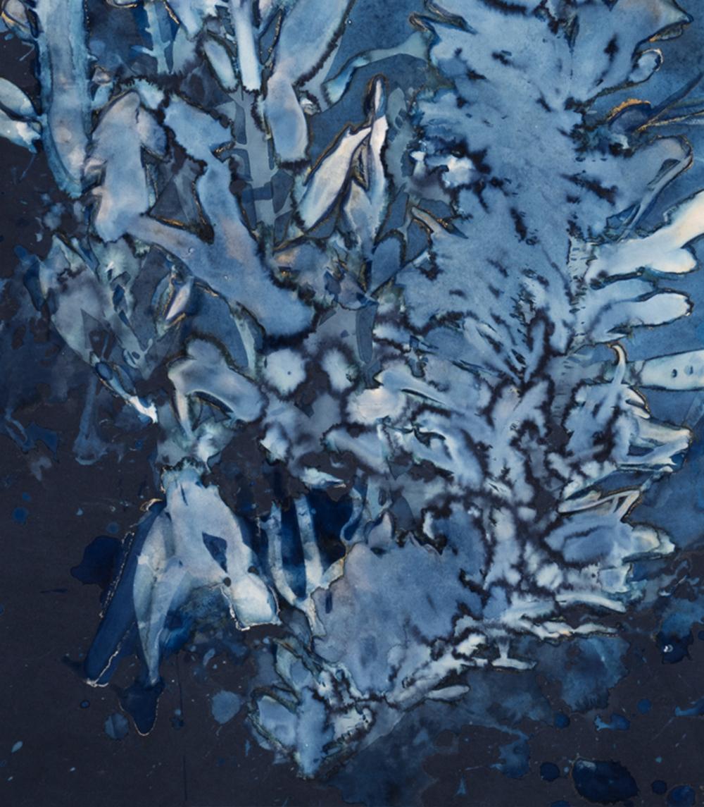 Laminariales XIII. De la photographie de la série Bosque Cyanotype  - Gris Abstract Photograph par Paola Davila