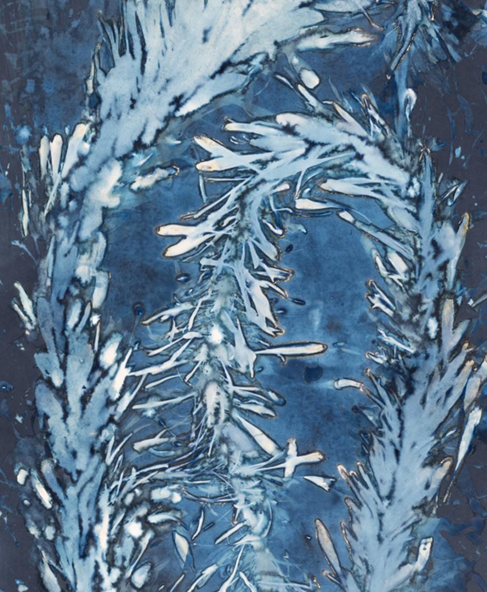Laminariales XVIII. From the series Bosque Cyanotype photograph - Photograph by Paola Davila