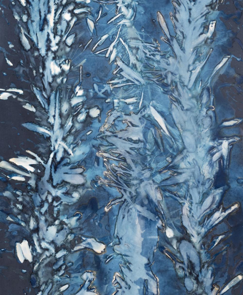 Laminariales XVIII. De la photographie de la série Bosque Cyanotype - Abstrait Photograph par Paola Davila