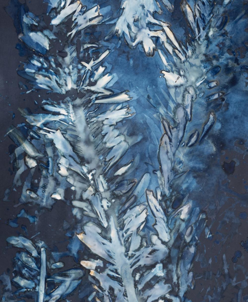 Laminariales XVIII. De la photographie de la série Bosque Cyanotype - Bleu Abstract Photograph par Paola Davila