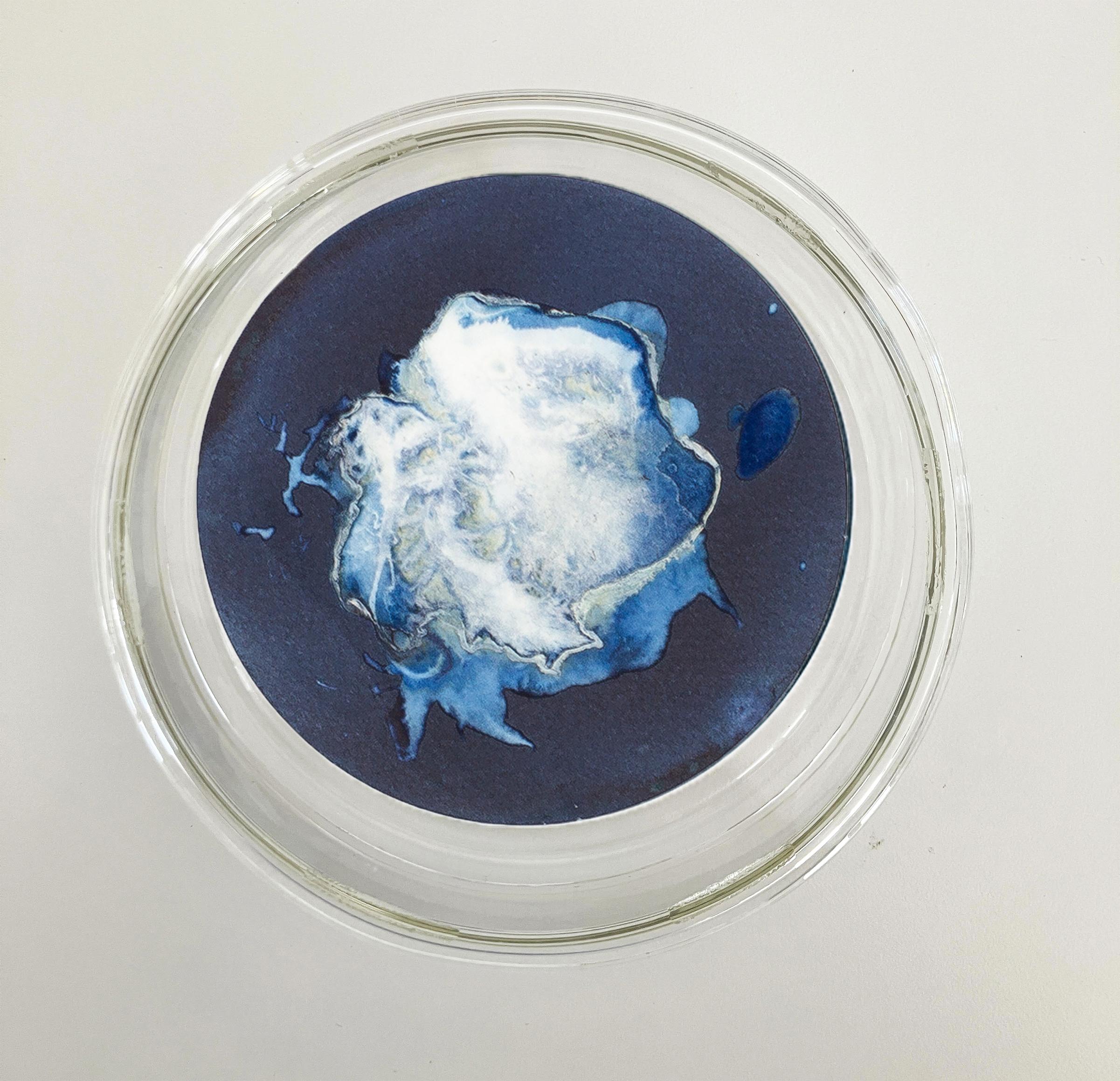 Medusas 11, 12 und 13. Cyanotypie-Fotografien, montiert in einer hochfesten Glasschale – Sculpture von Paola Davila