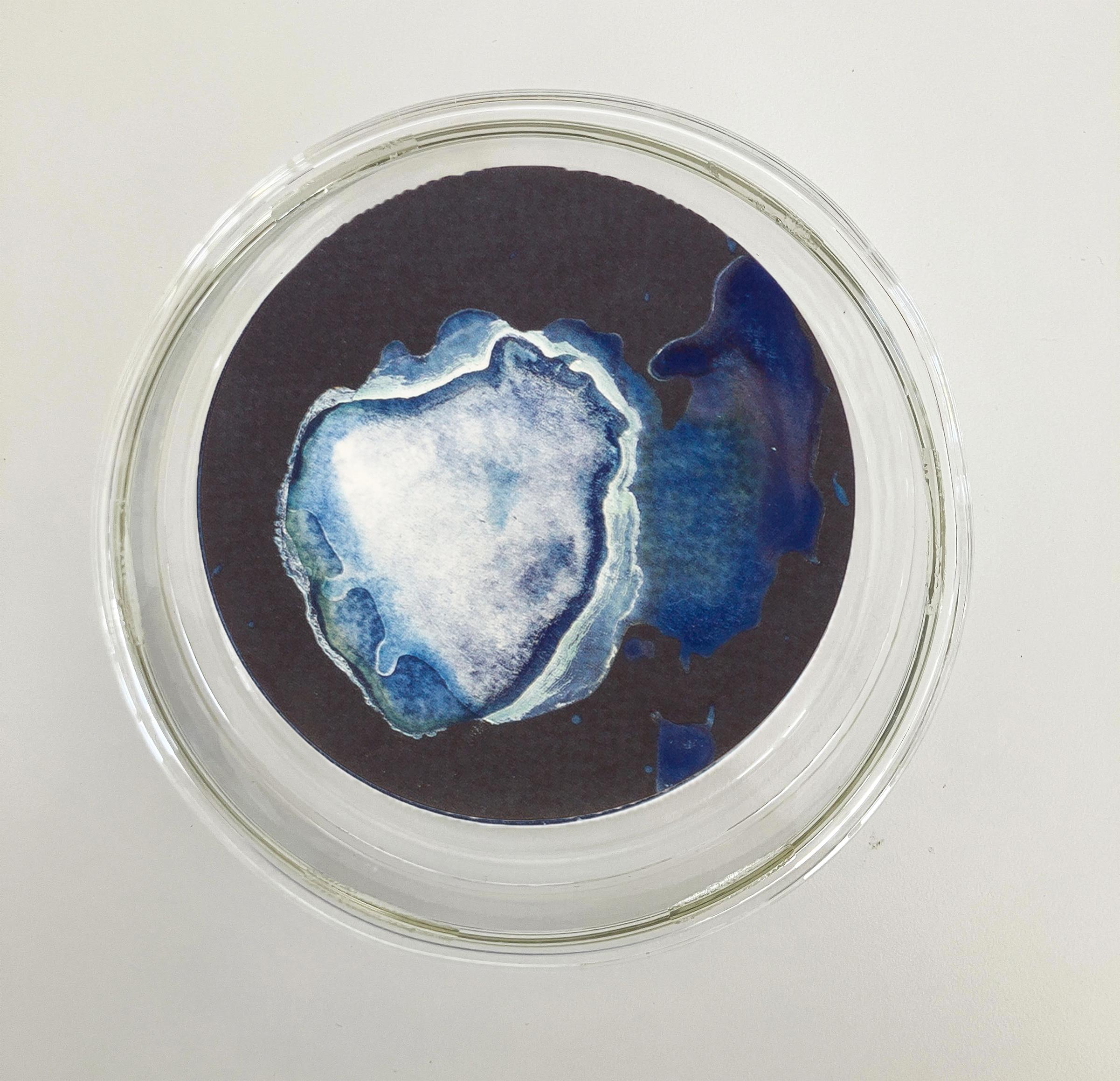 Medusas 11, 12 und 13. Cyanotypie-Fotografien, montiert in einer hochfesten Glasschale (Blau), Still-Life Sculpture, von Paola Davila