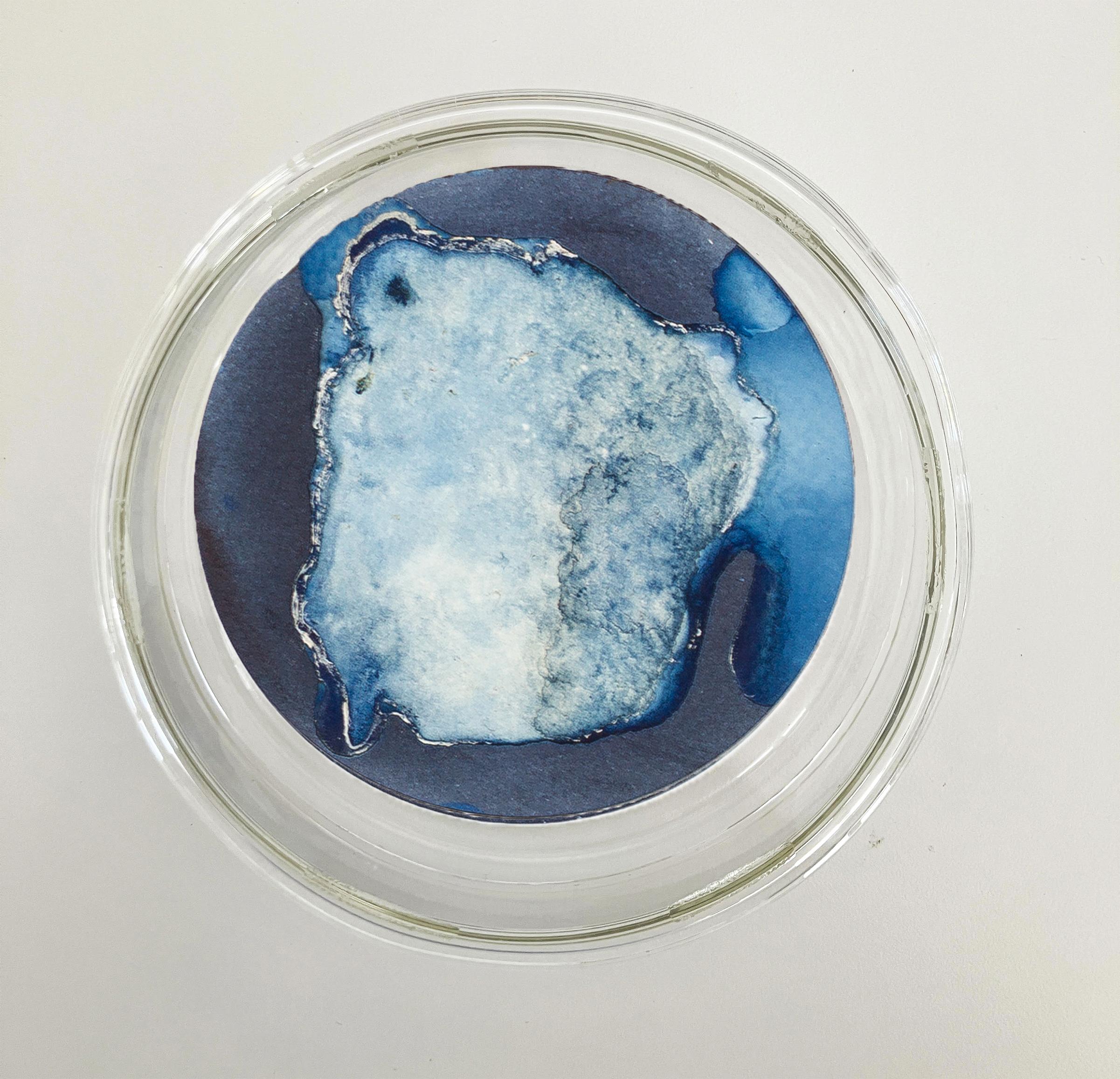 Medusas 11, 12 und 13. Cyanotypie-Fotografien, montiert in einer hochfesten Glasschale im Angebot 2